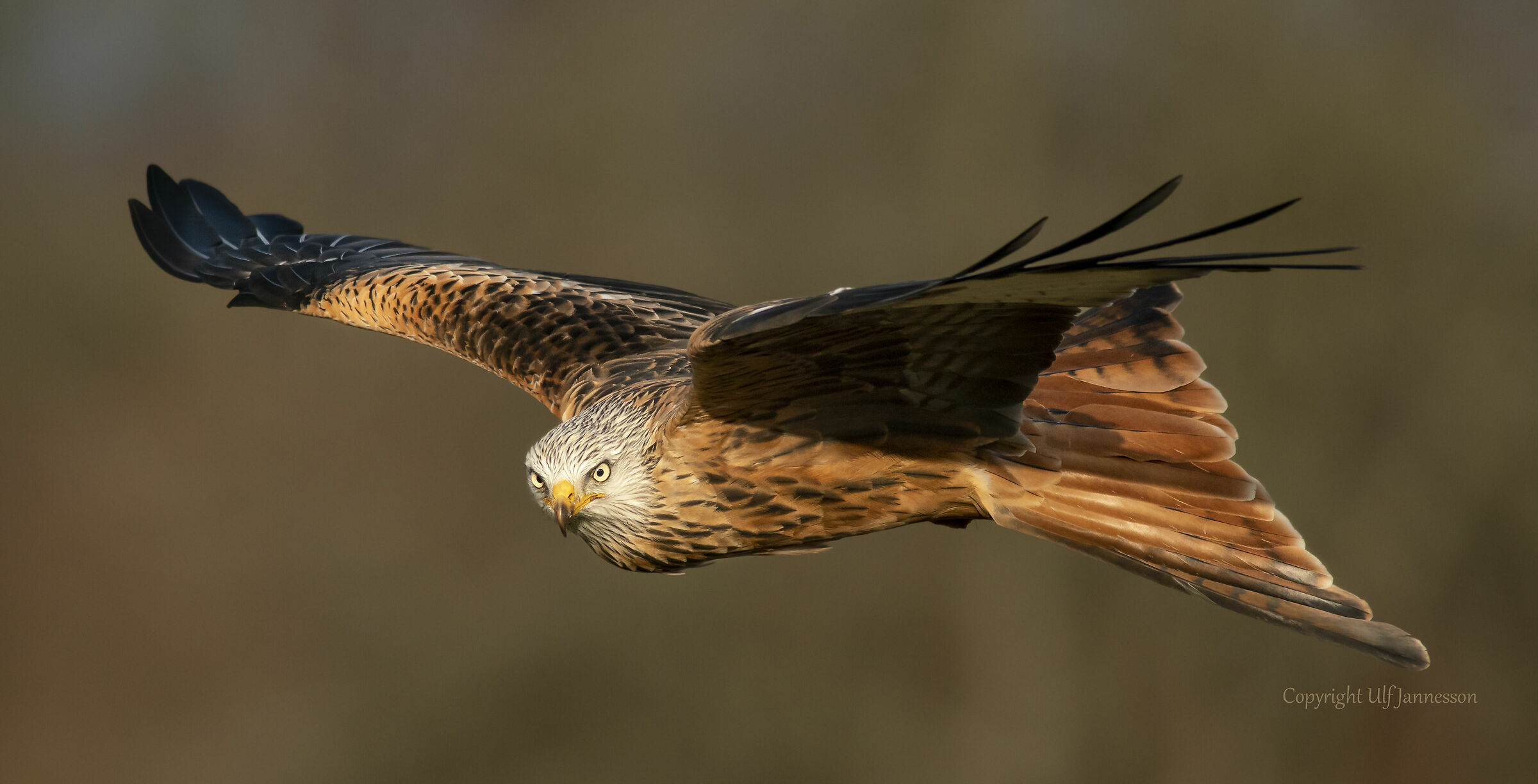 Red Kite, fotografo Hallo