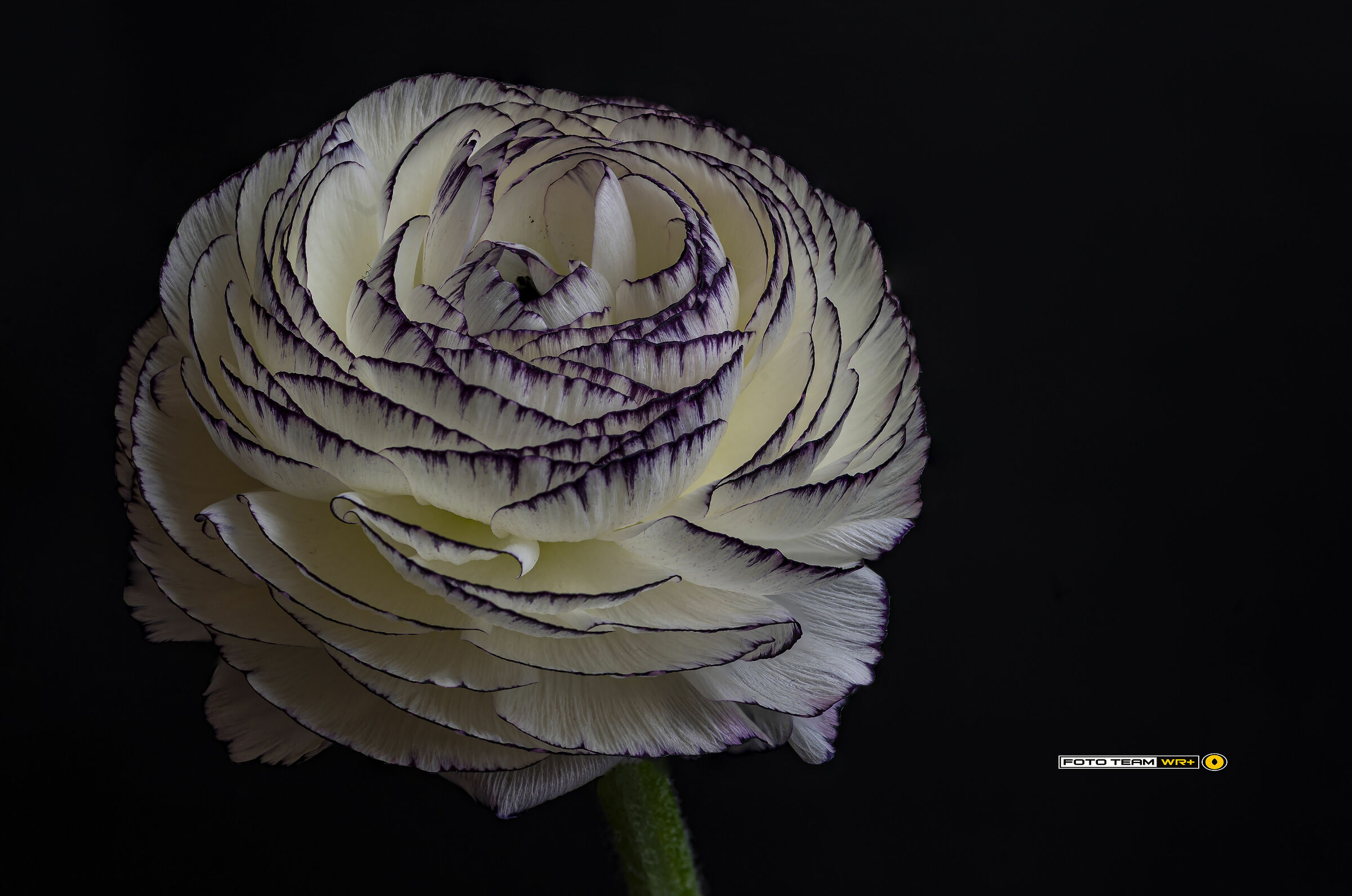 Ranunculus asiaticus
