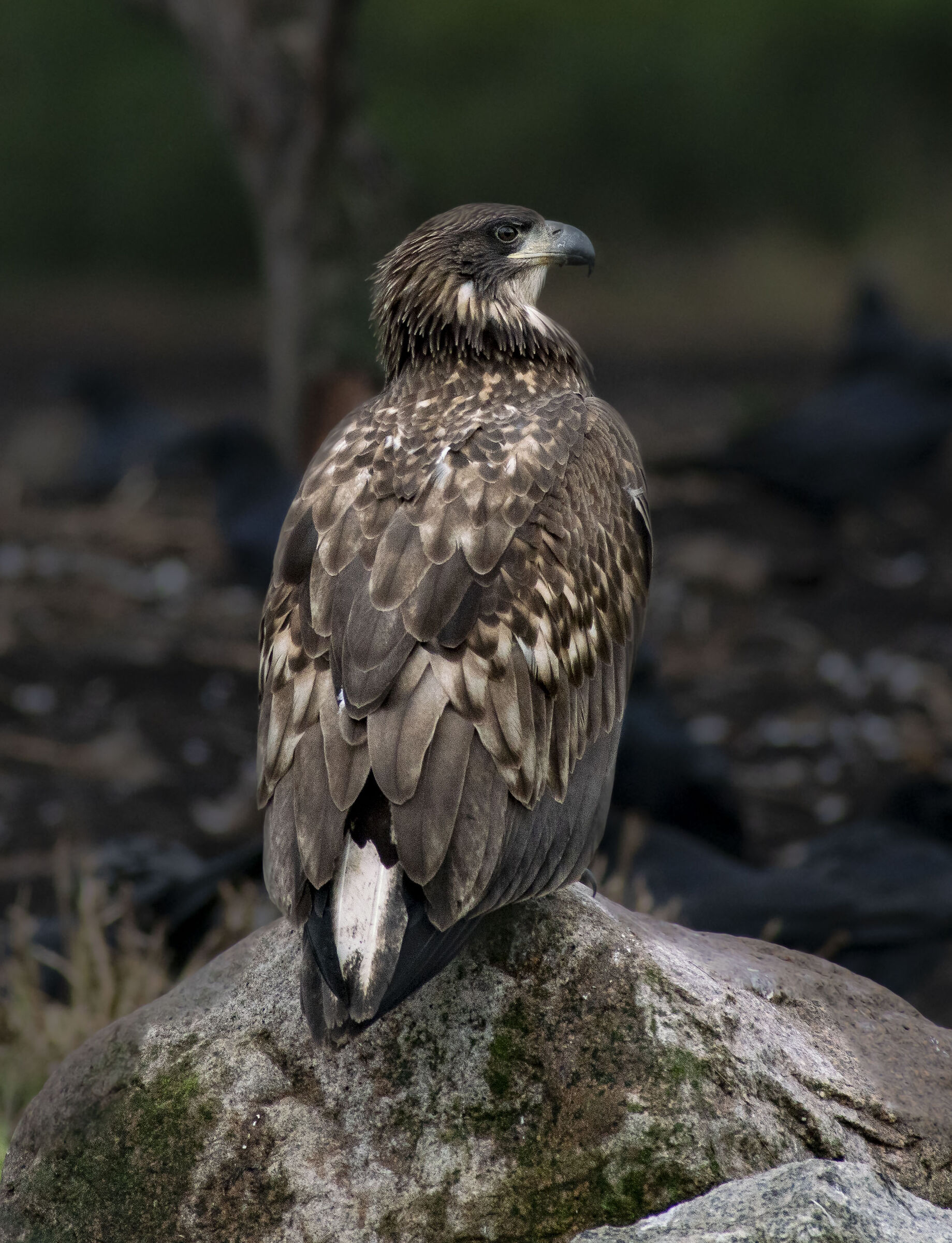 White-tailed Eagle, Resting time