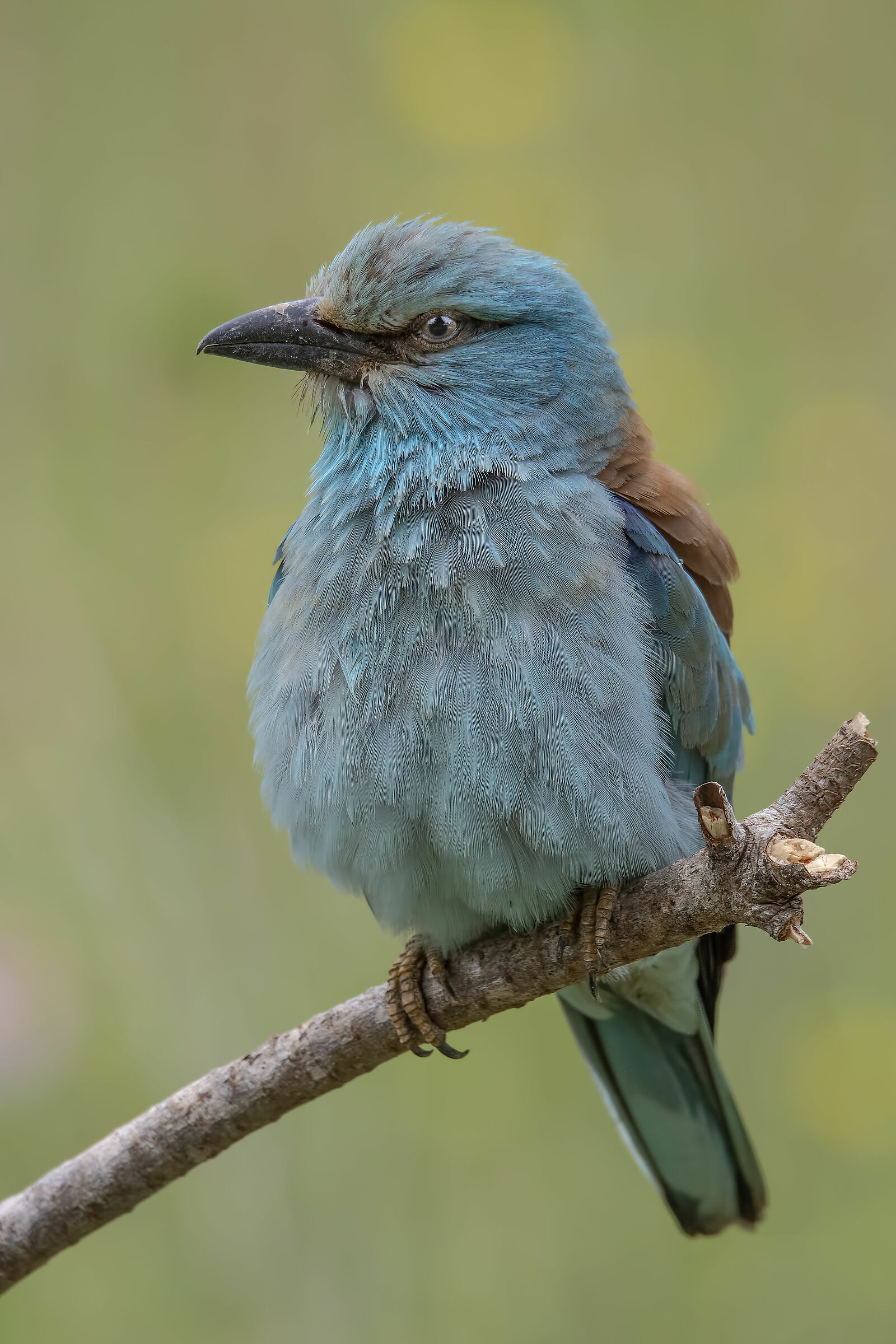 Con il capanno negli occhi