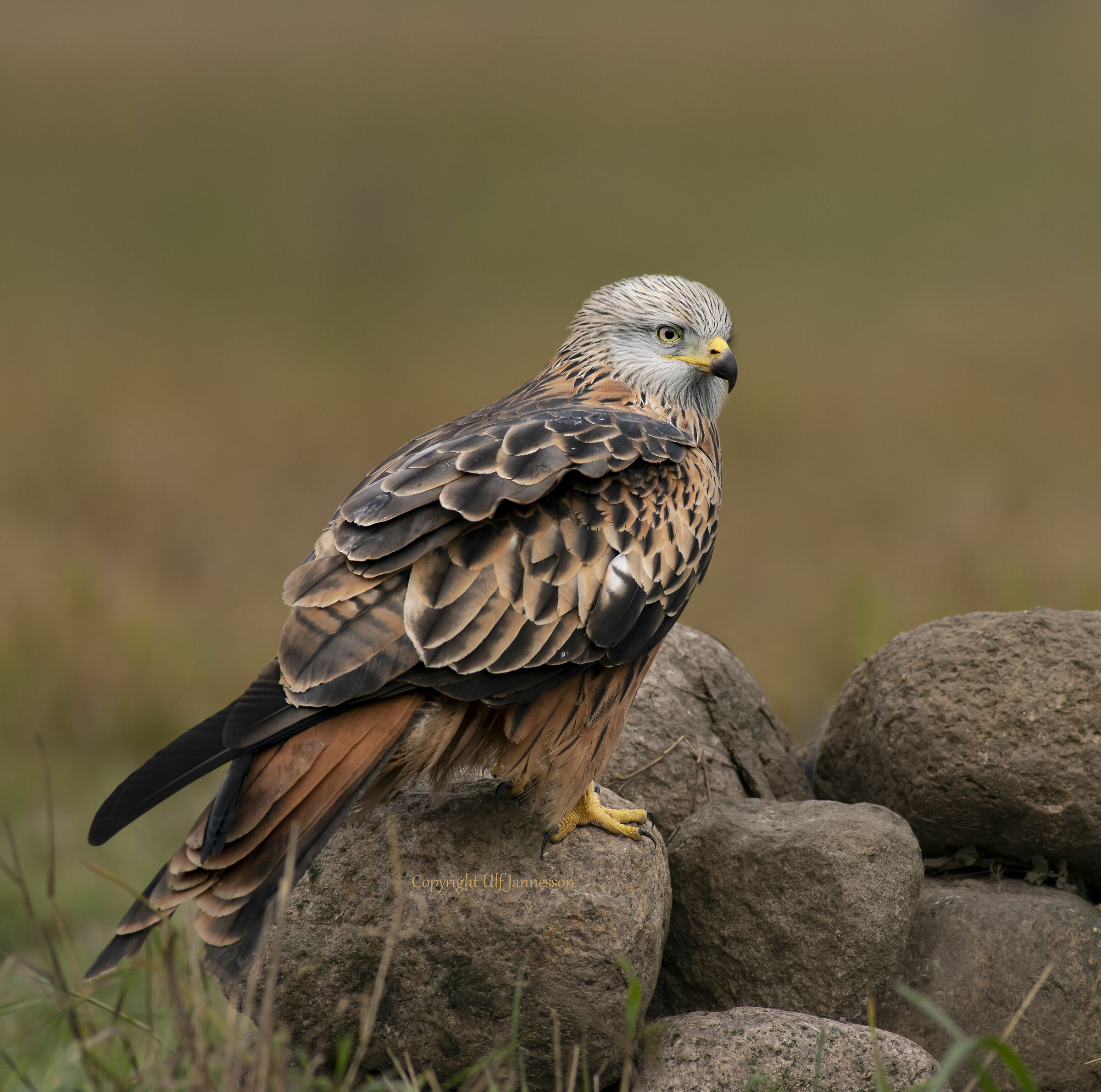 Aquilone Rosso, tempo di riposo