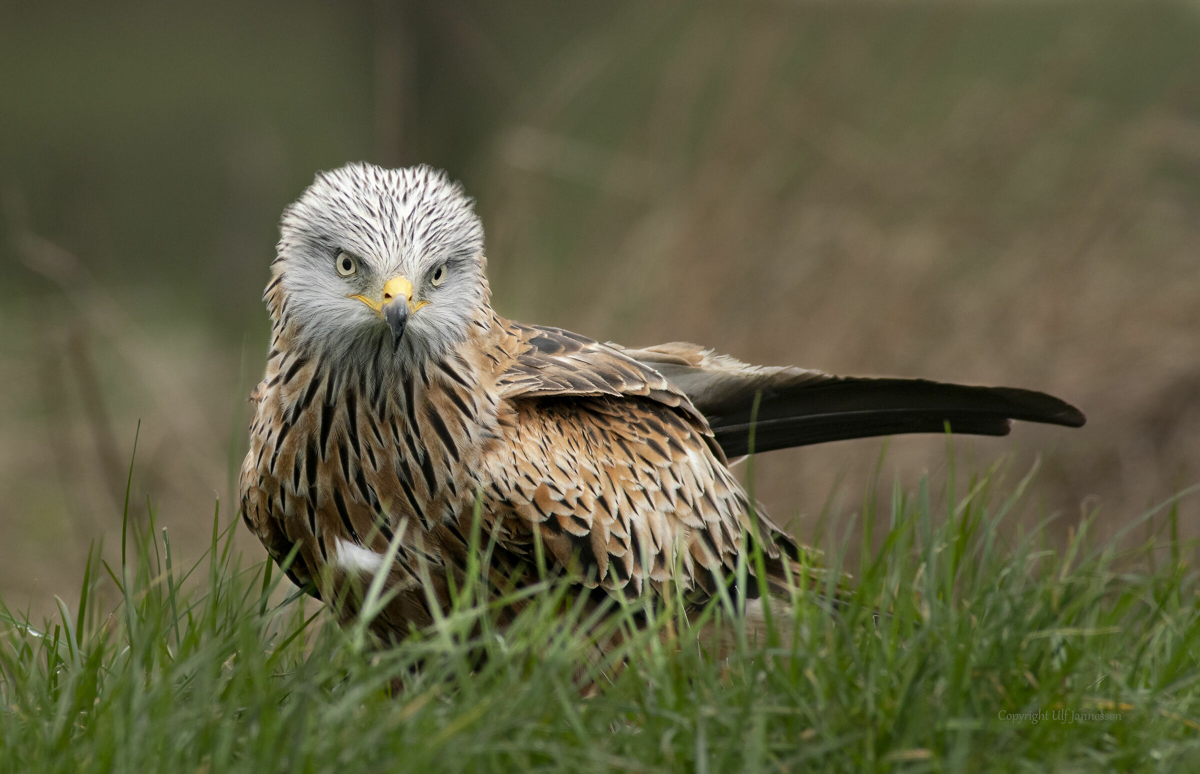 Red Kite, Cosa stai guardando