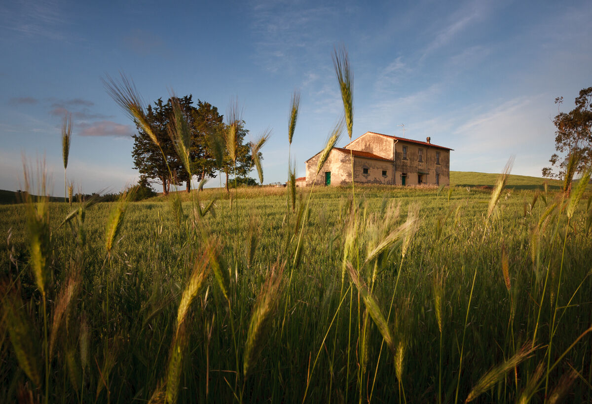 Torneremo a riveder le spighe ...