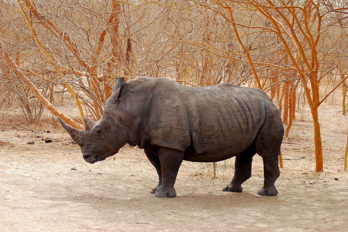 Rinoceronte