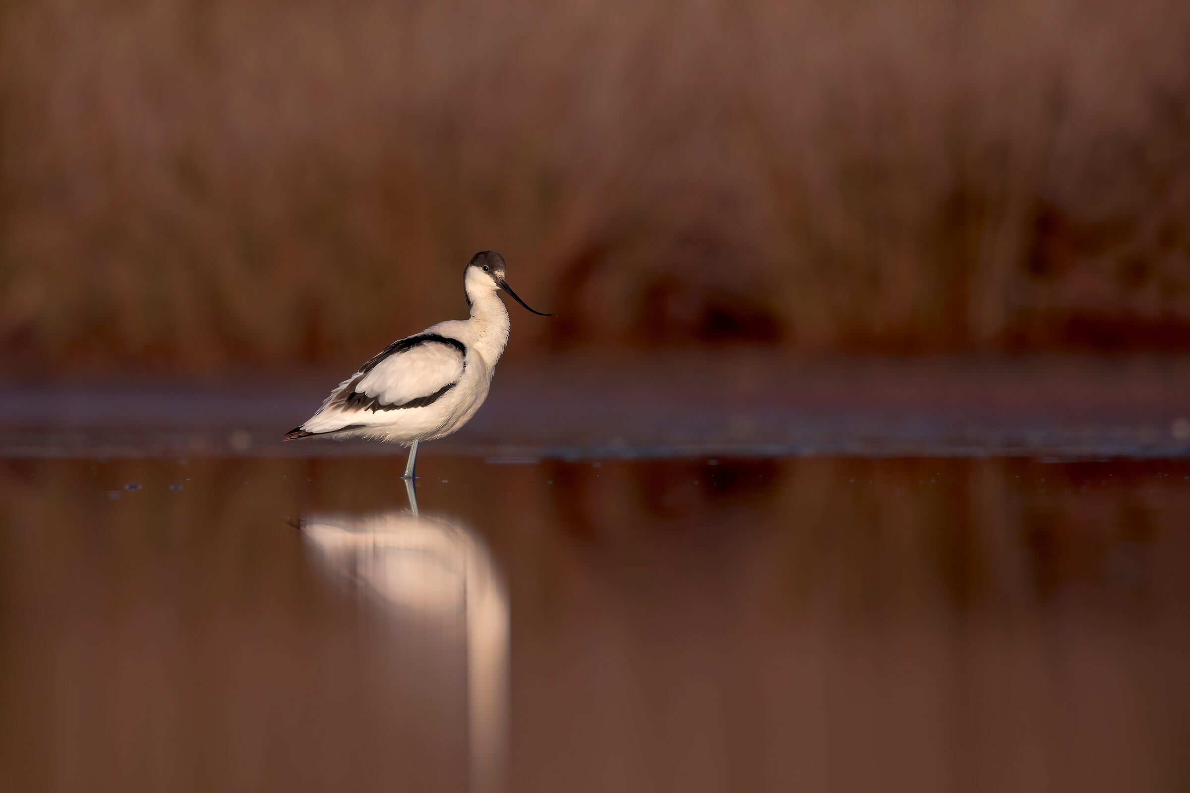 Avocetta