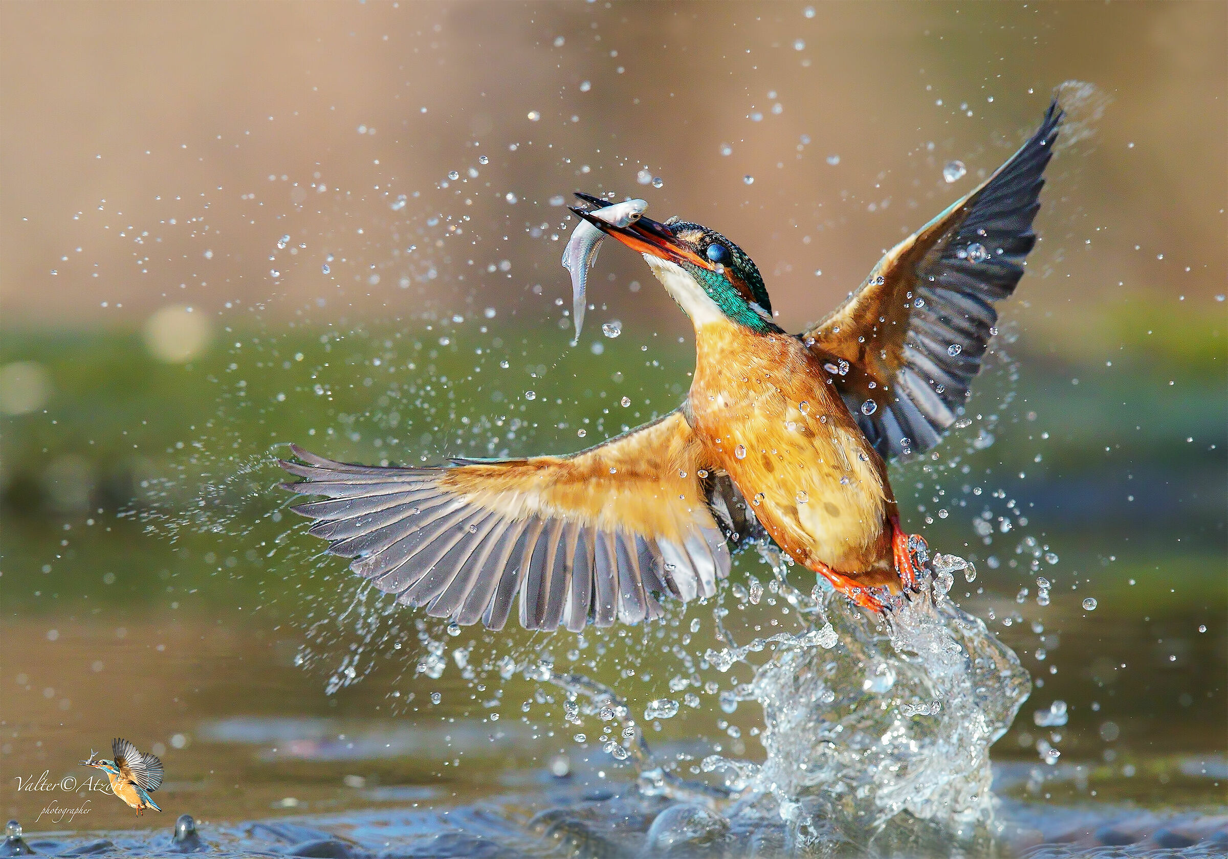 Martin Pescatore con preda