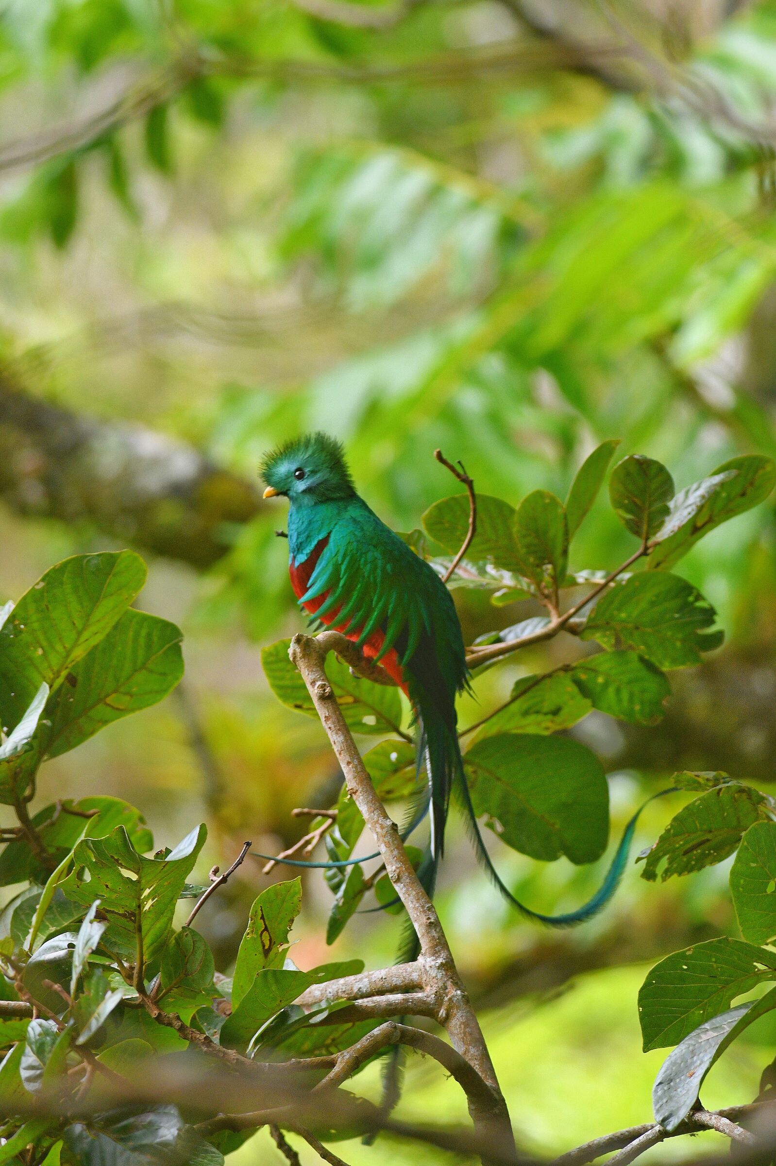 Shining Quetzal