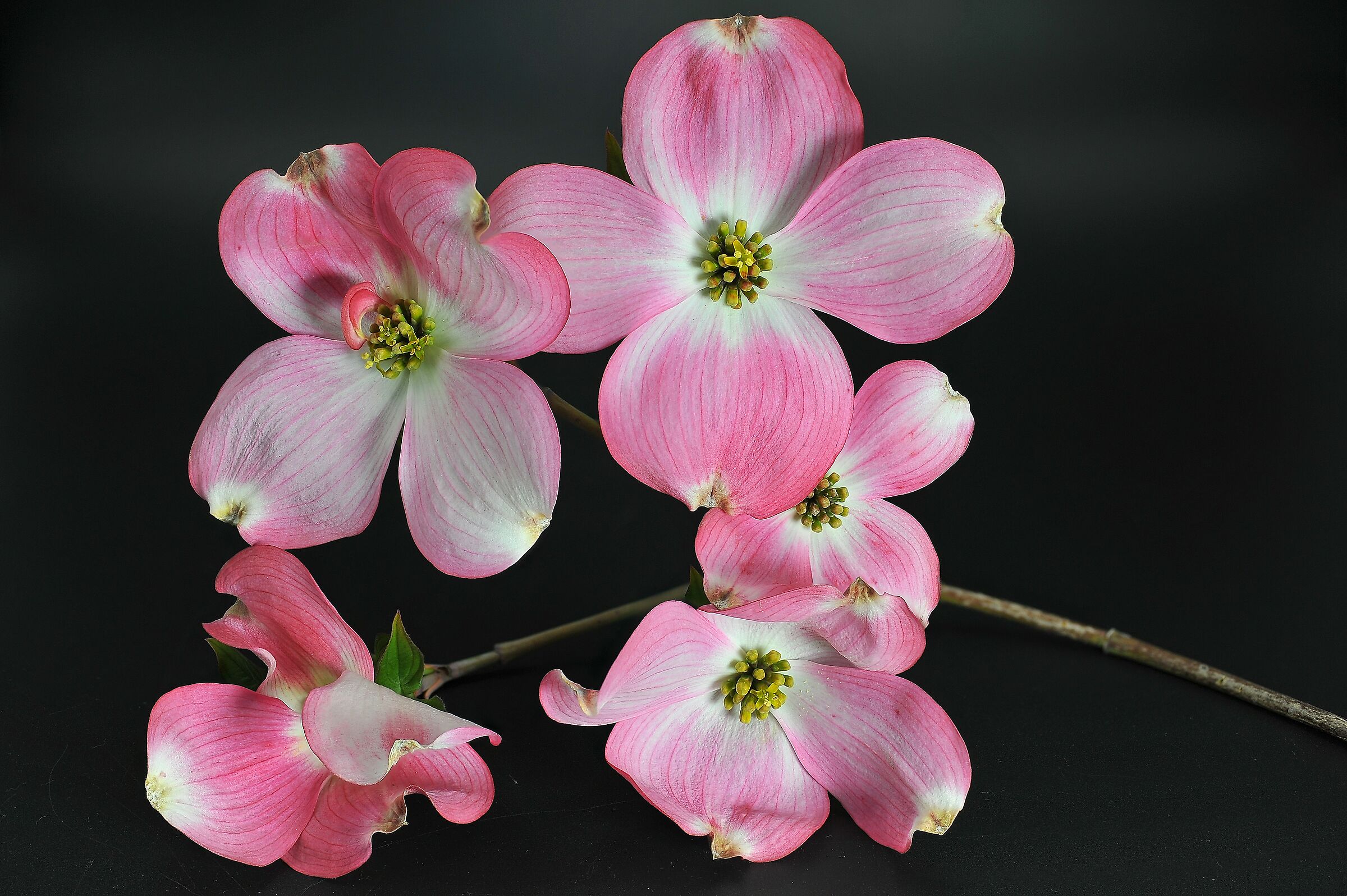pink cornus