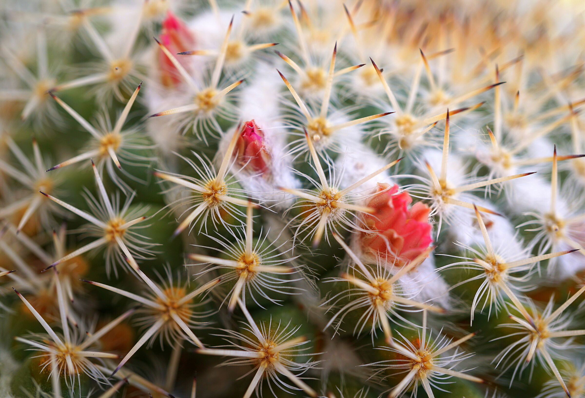 cactaceae