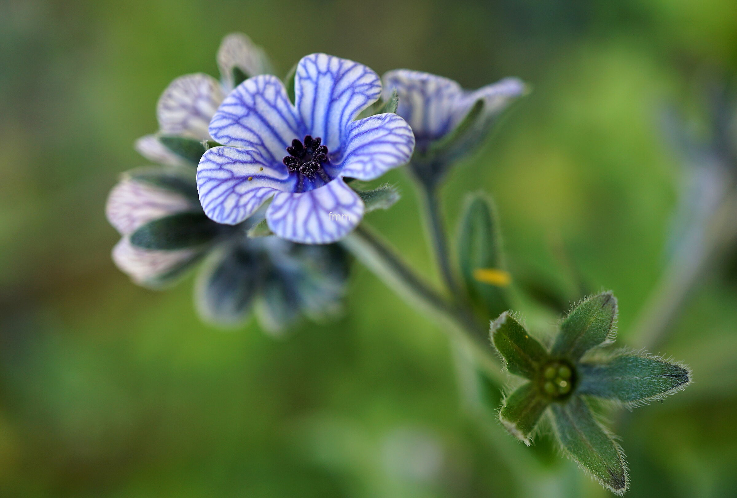 creticum cynoglossum
