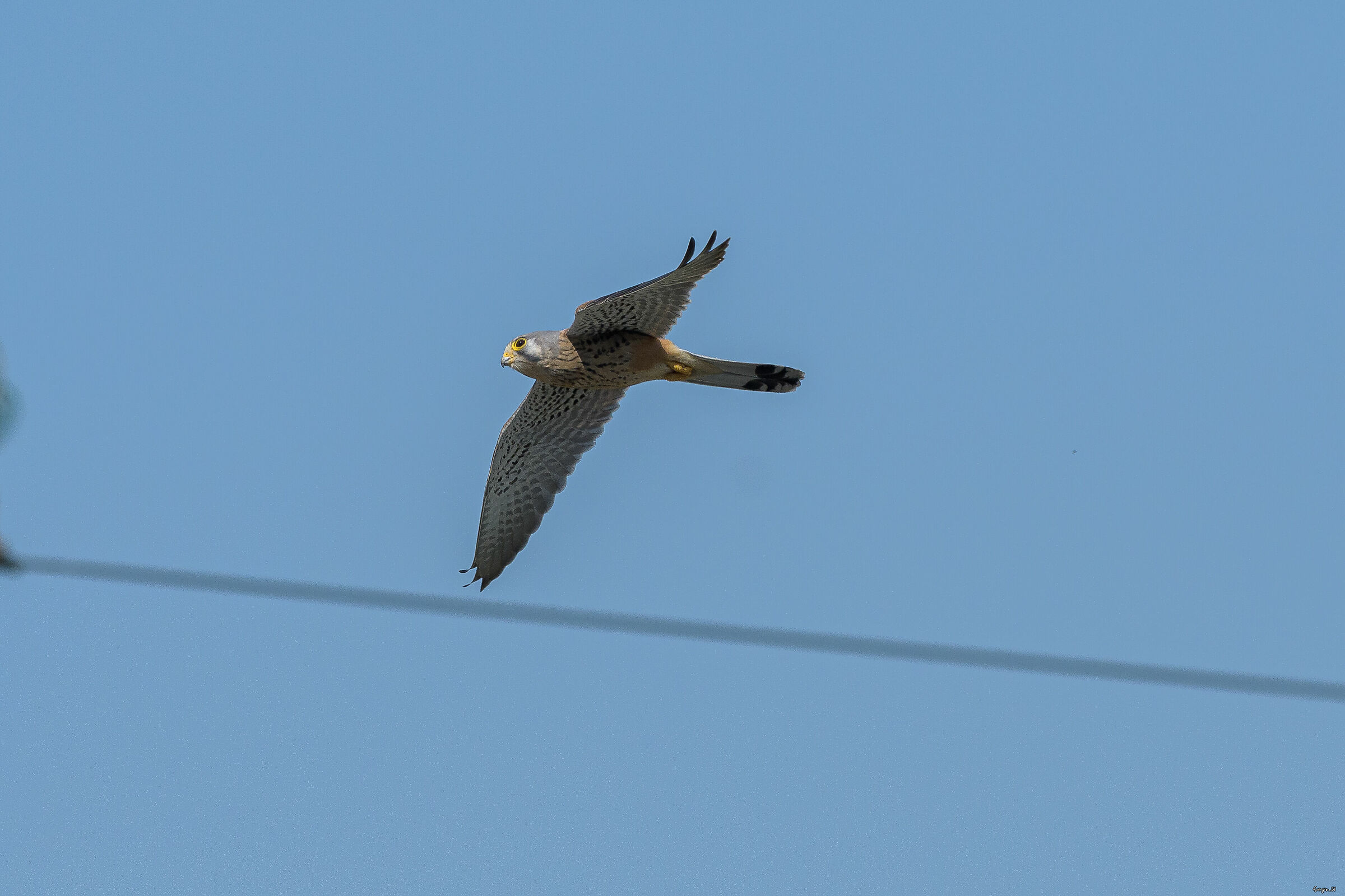 Kestrel
