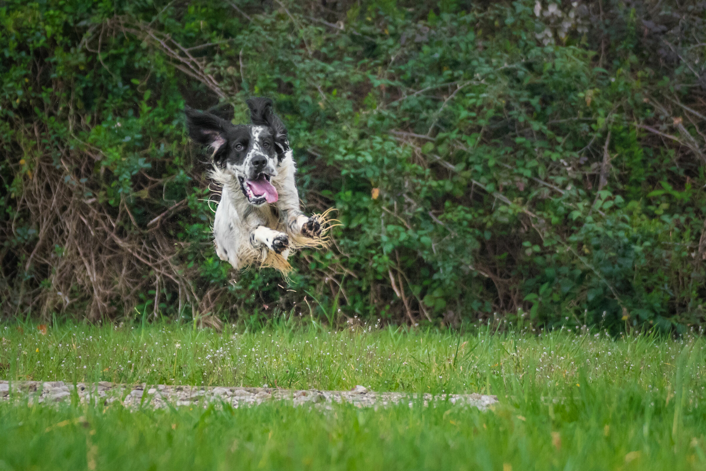 The flying dog