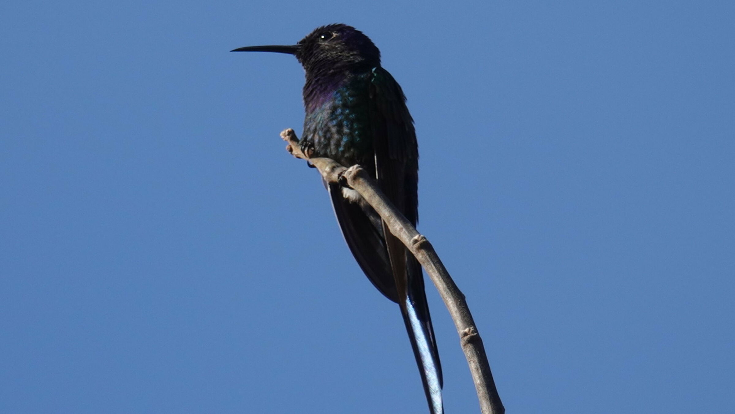 Colibri brasiliano