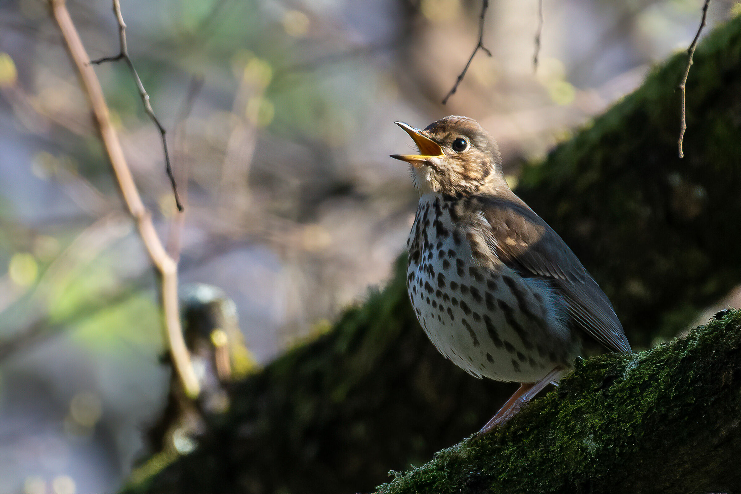 Song of the bottaccio thrush