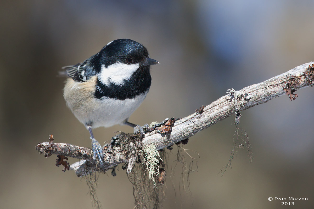 Coal Tit (Pariparus ater)