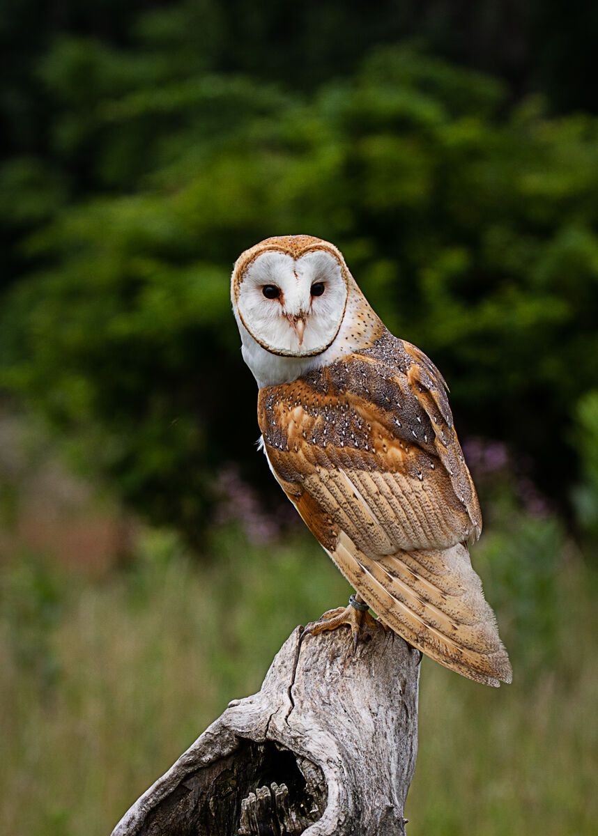 Barn Owl