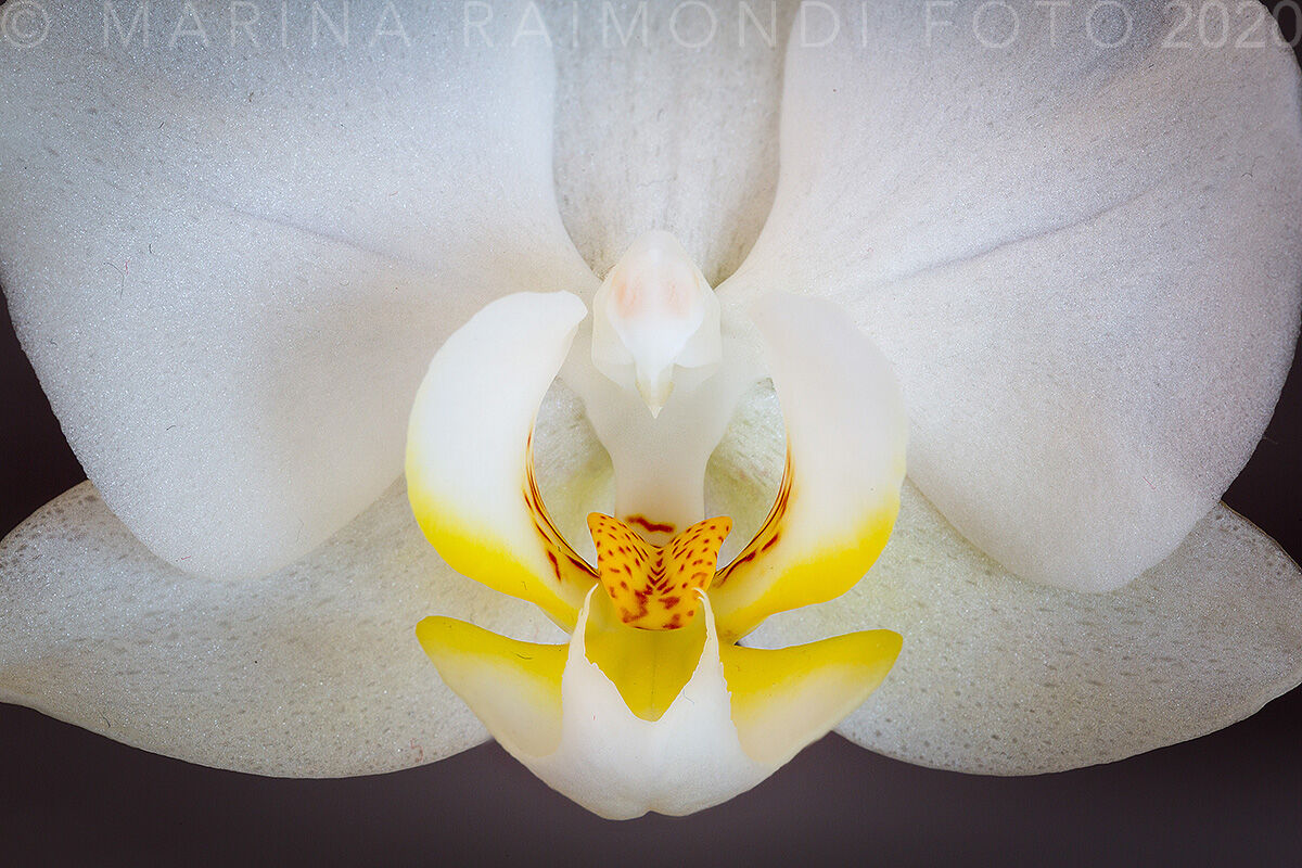 Phalaenopsis