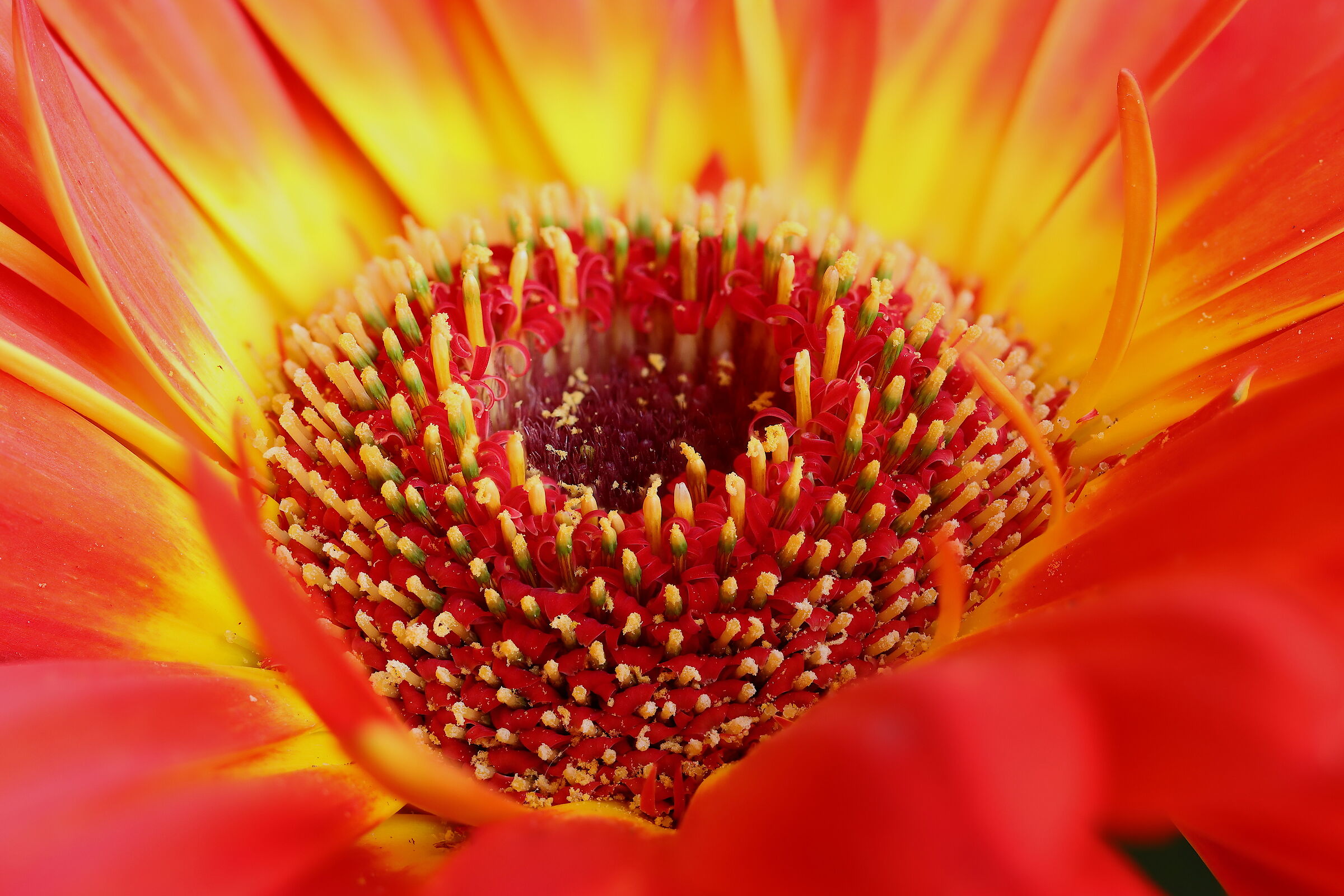 esplode il rosso
