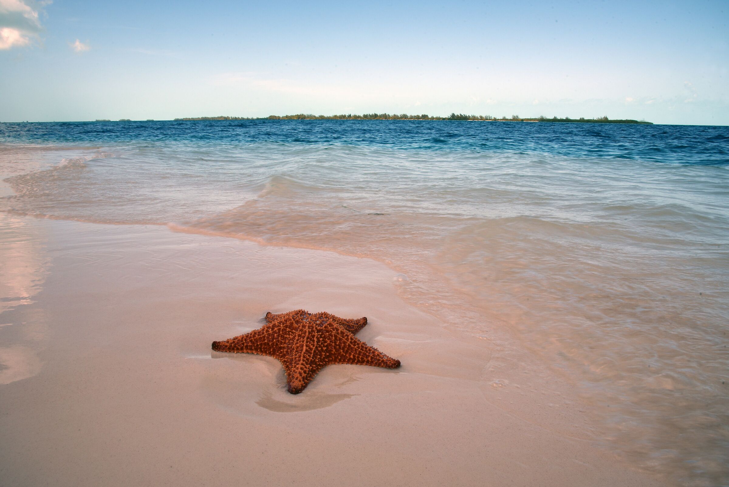 STAFISH IN PARADISE BEACH CAYO LARGO