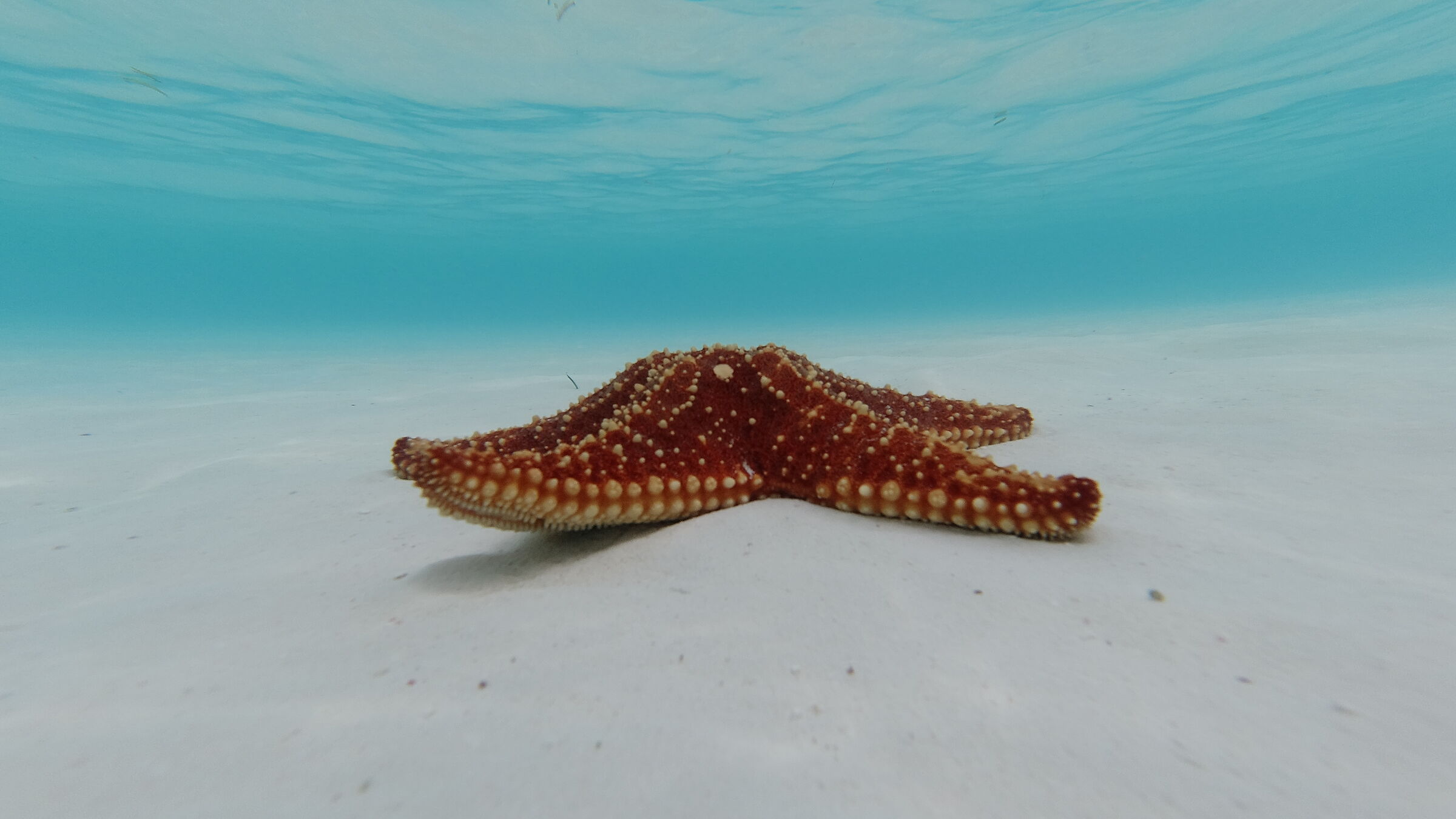 STAFISH IN PARADISE BEACH CAYO LARGO