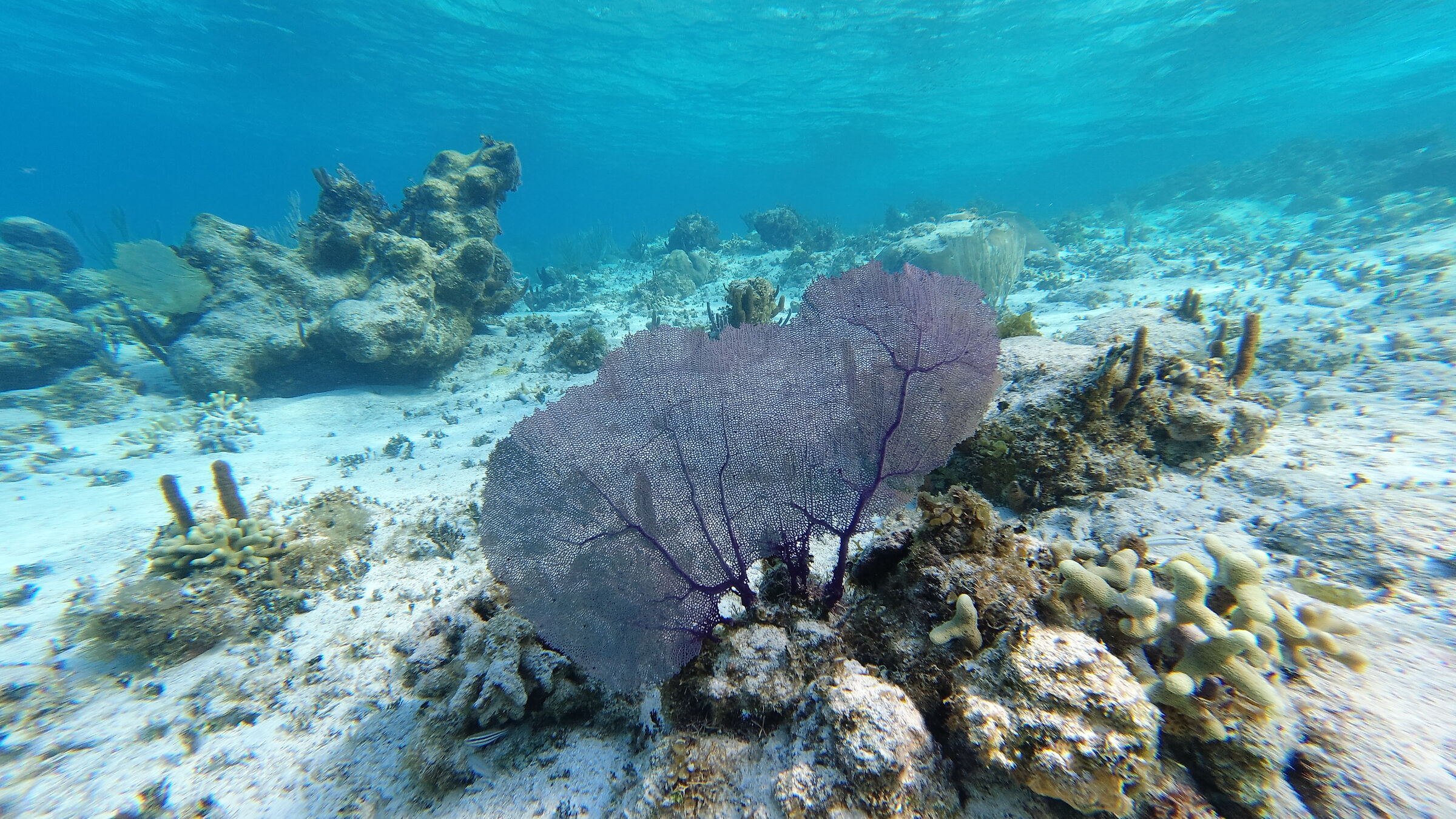 CORAL IN PARADISE BEACH CAYO LARGO