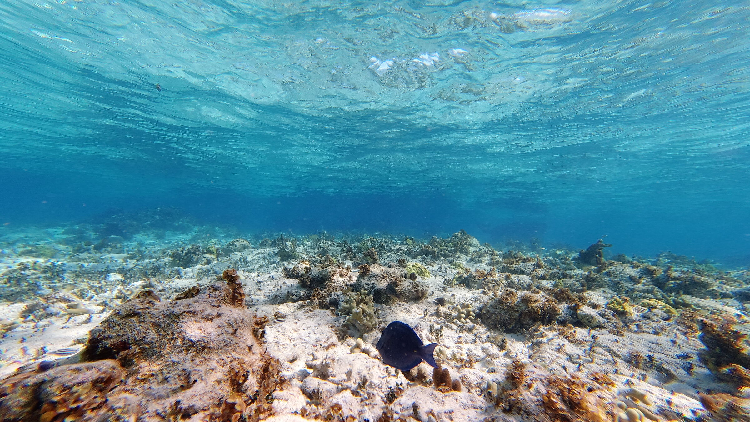 CORAL IN PARADISE BEACH CAYO LARGO