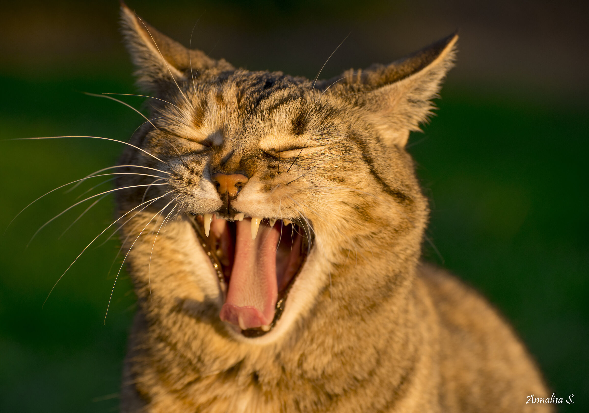 Questa vita da quarantena mi distrugge