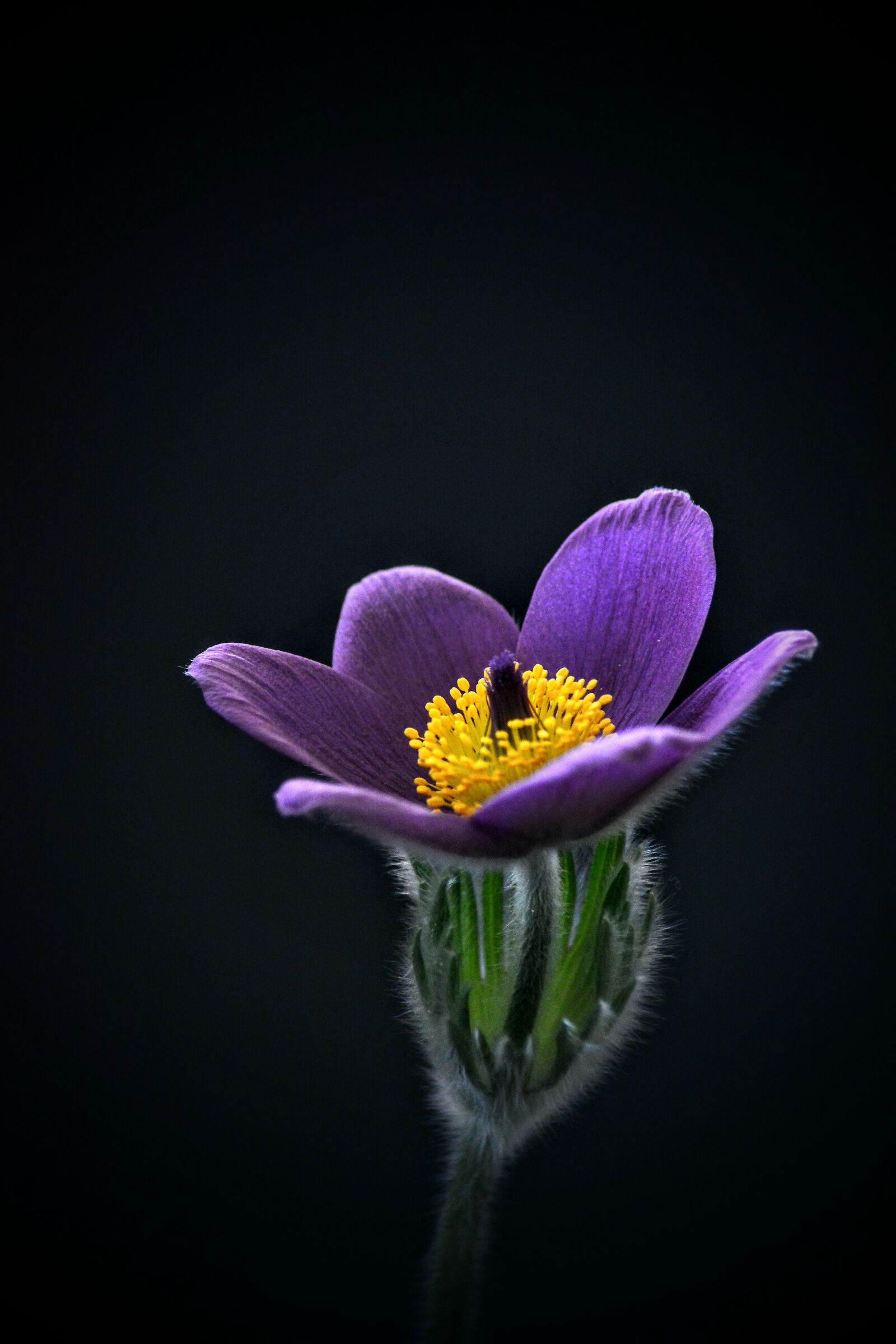 Anemone Pulsatilla