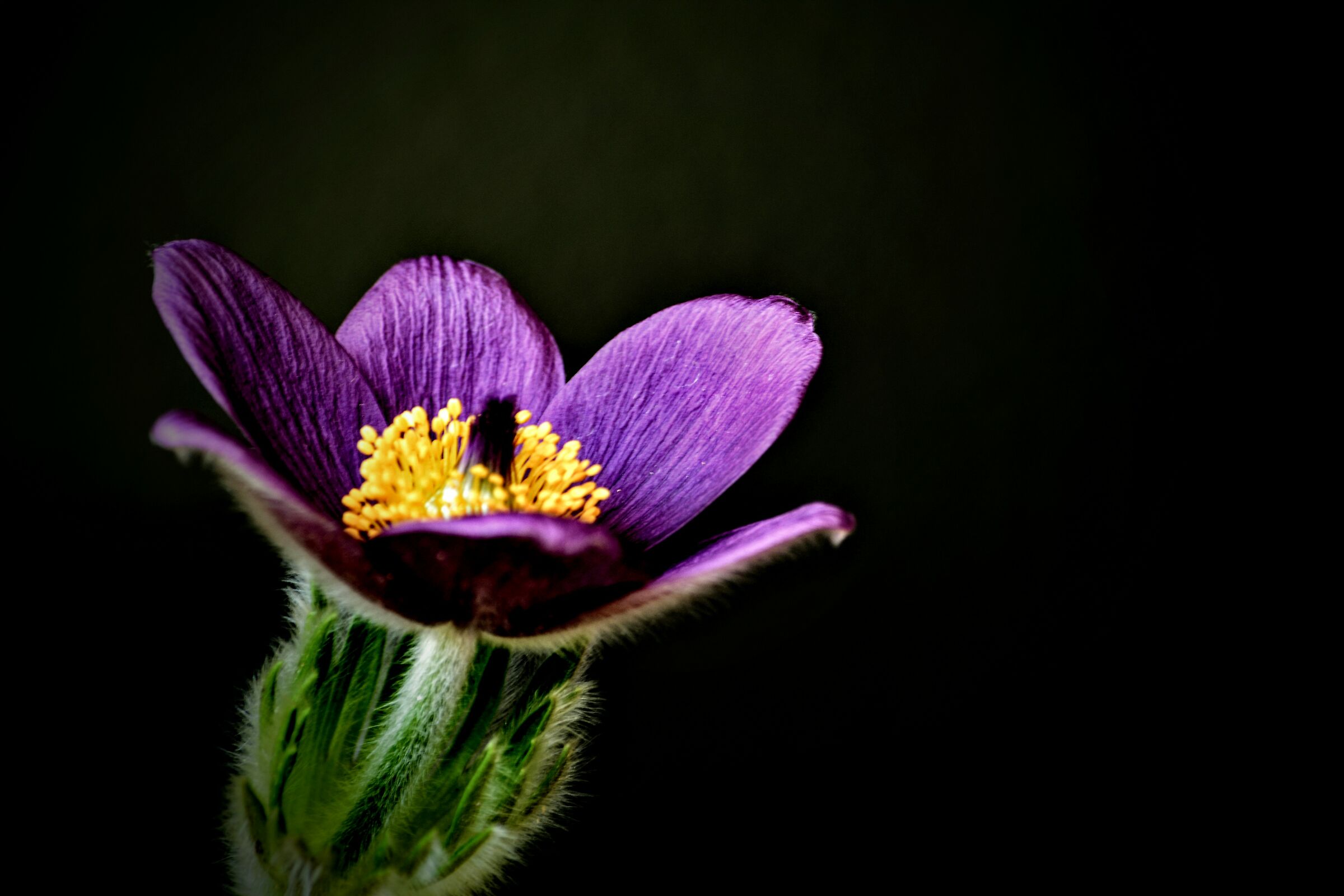 Anemone Pulsatilla 2