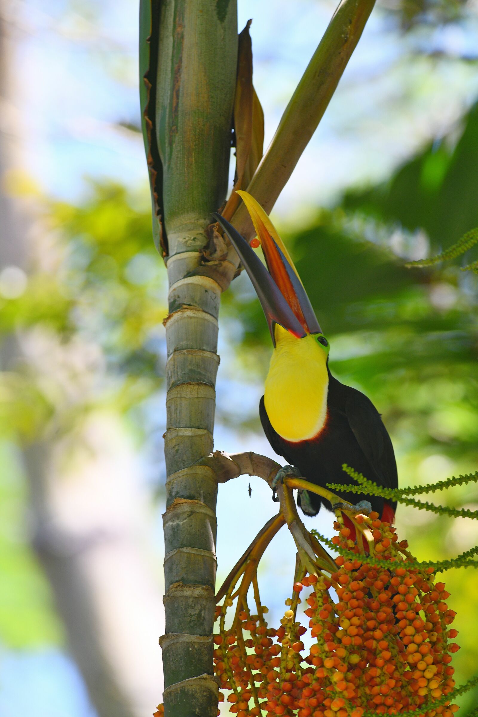 Black -mandibled Toucan