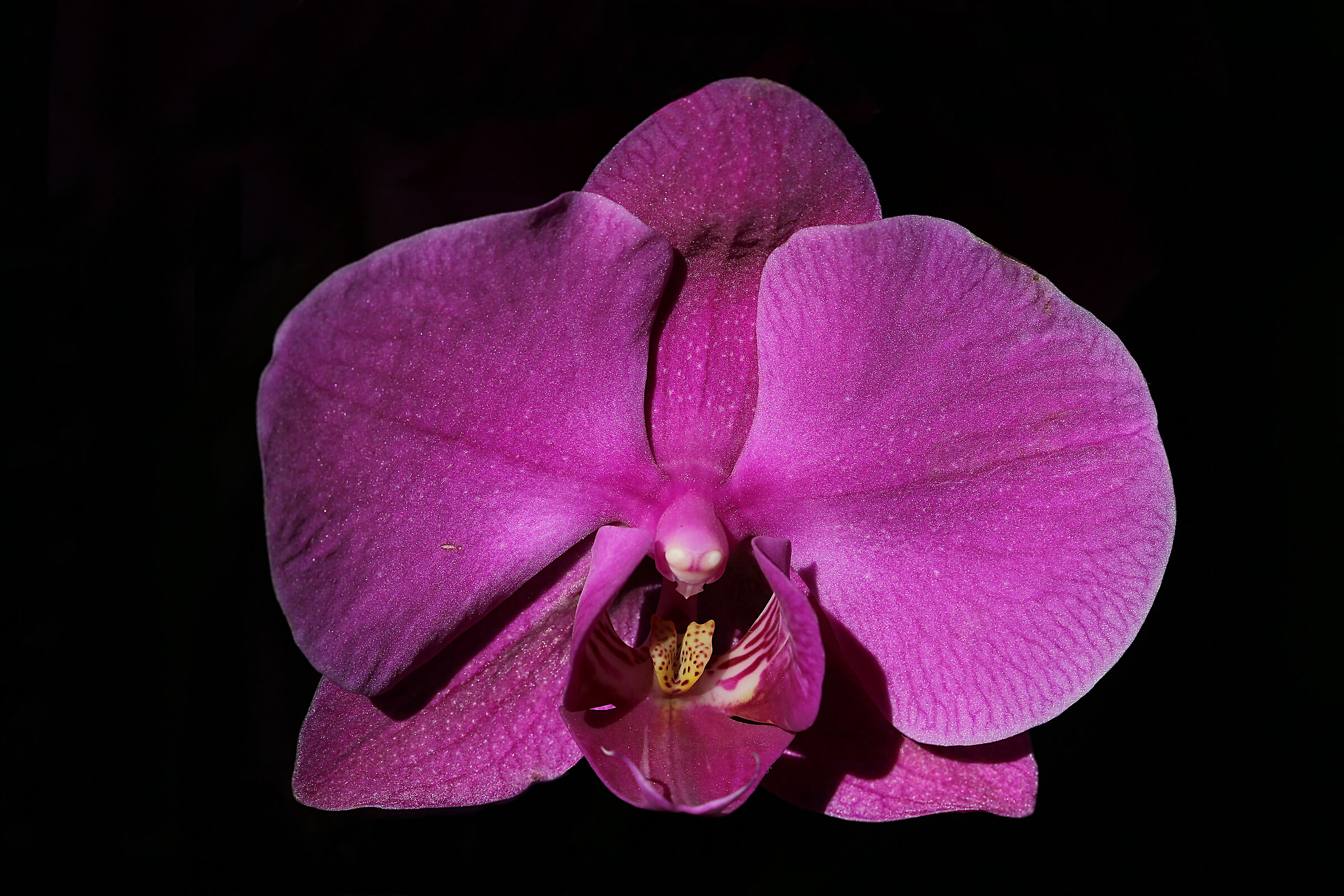 Orchidea.