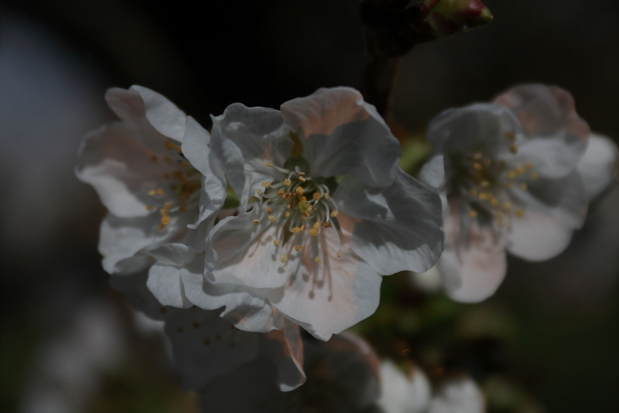 In the clear of the Supermoon