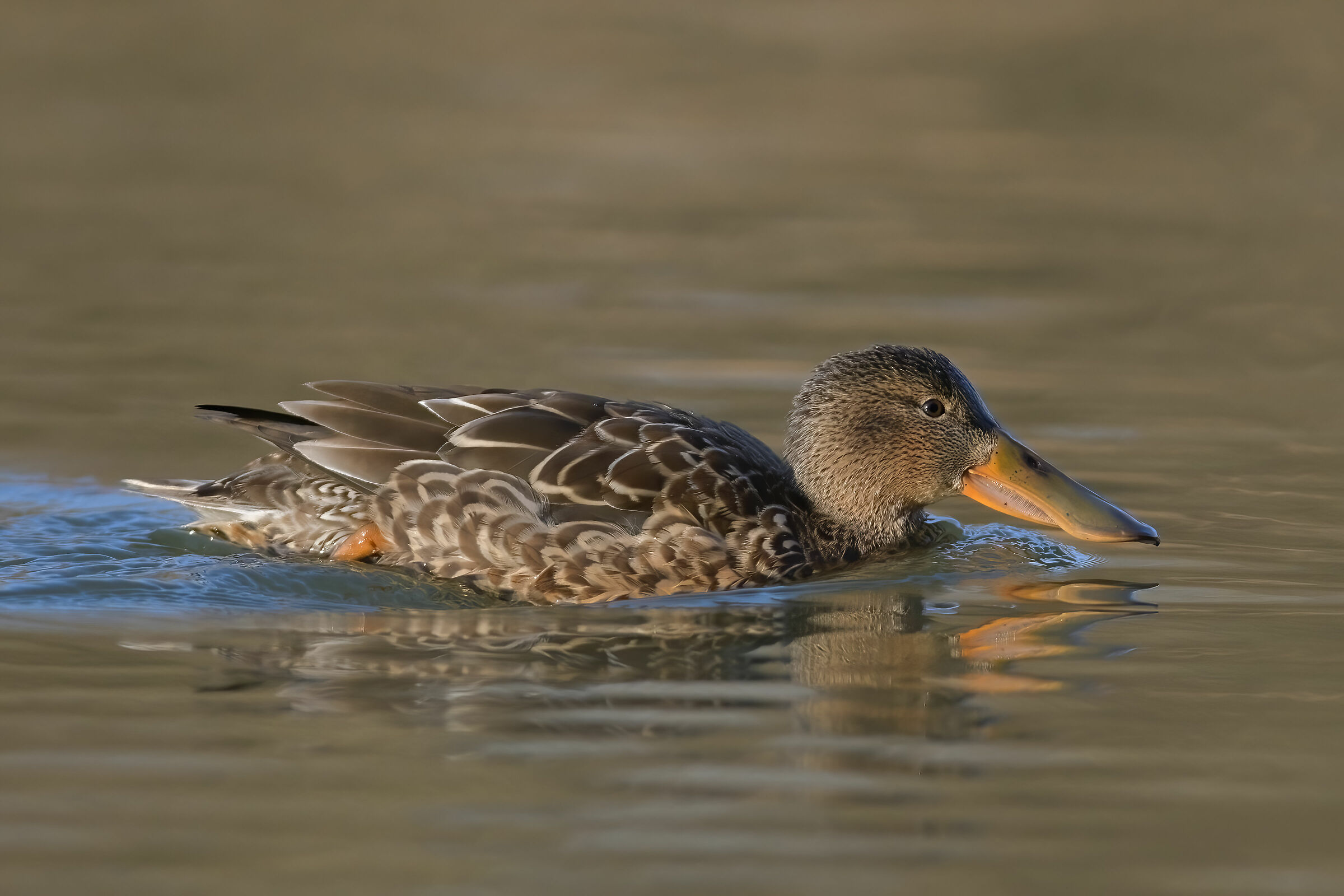 Femmina di Mestolone (Anas clypeata)