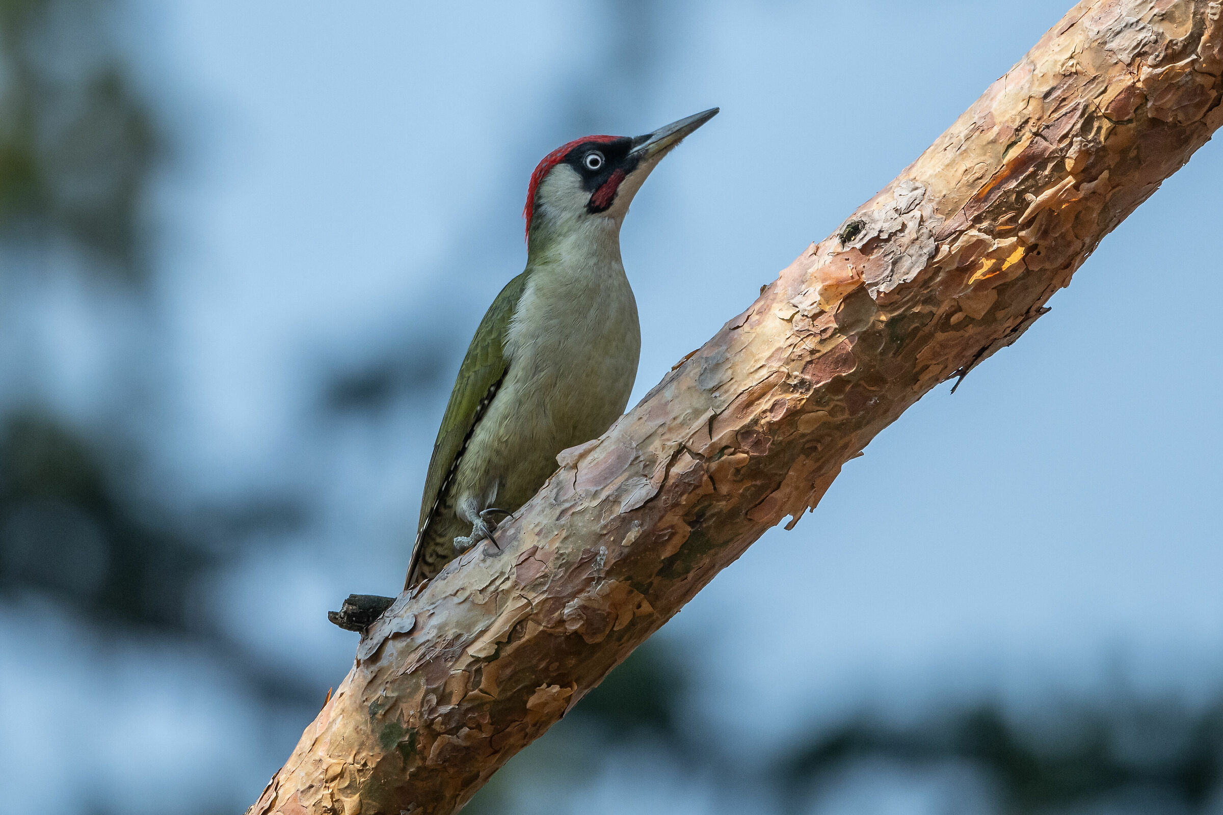 green woodpecker