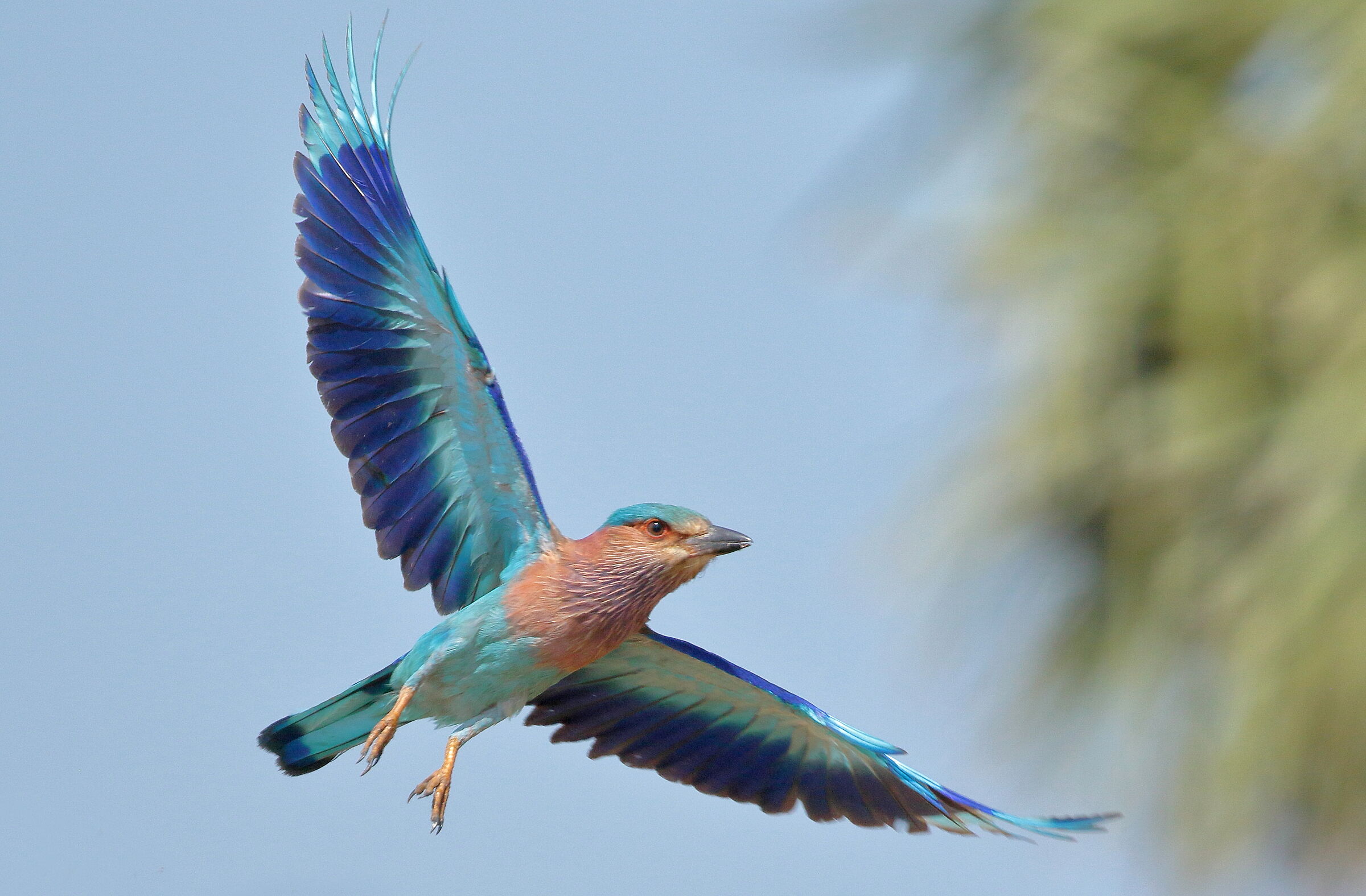 Indian roller bird