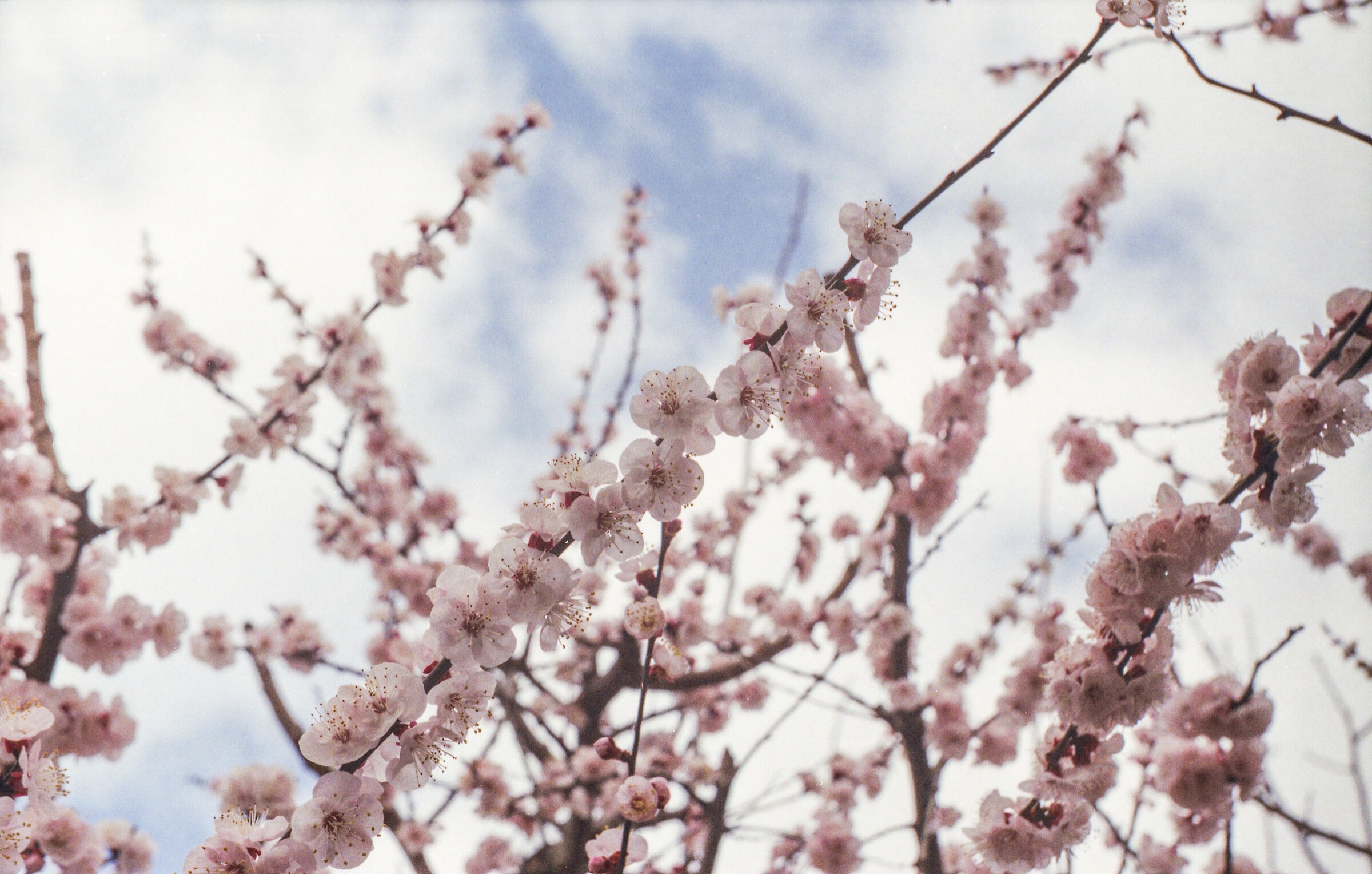 Flowers and Sky