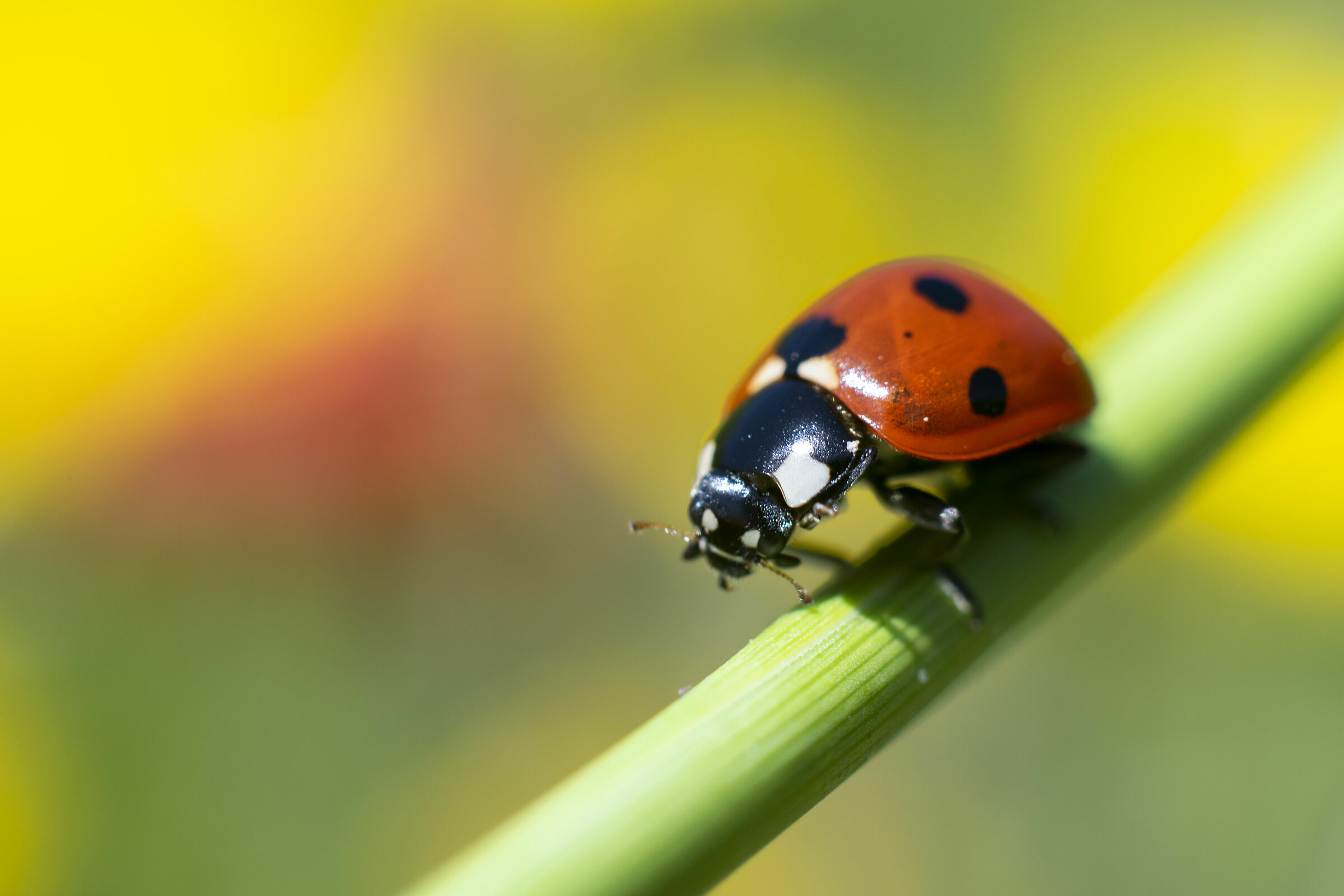 Lady Bug