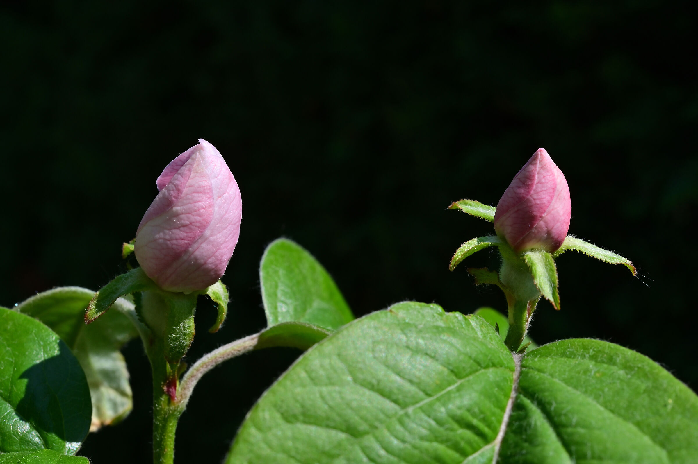 Melo cotogno di casa mia.
