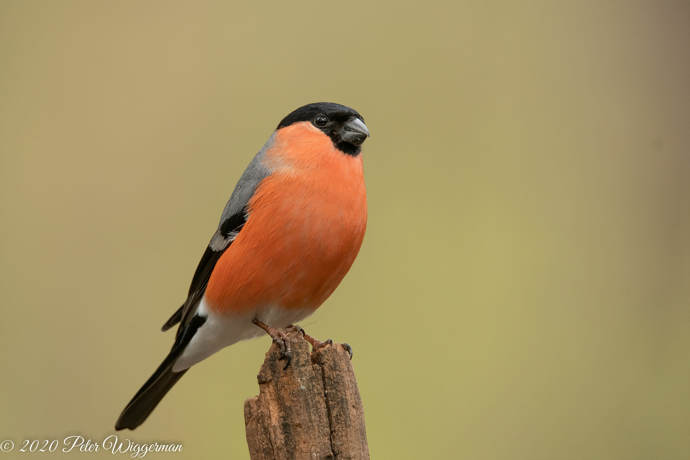 Bullfinch