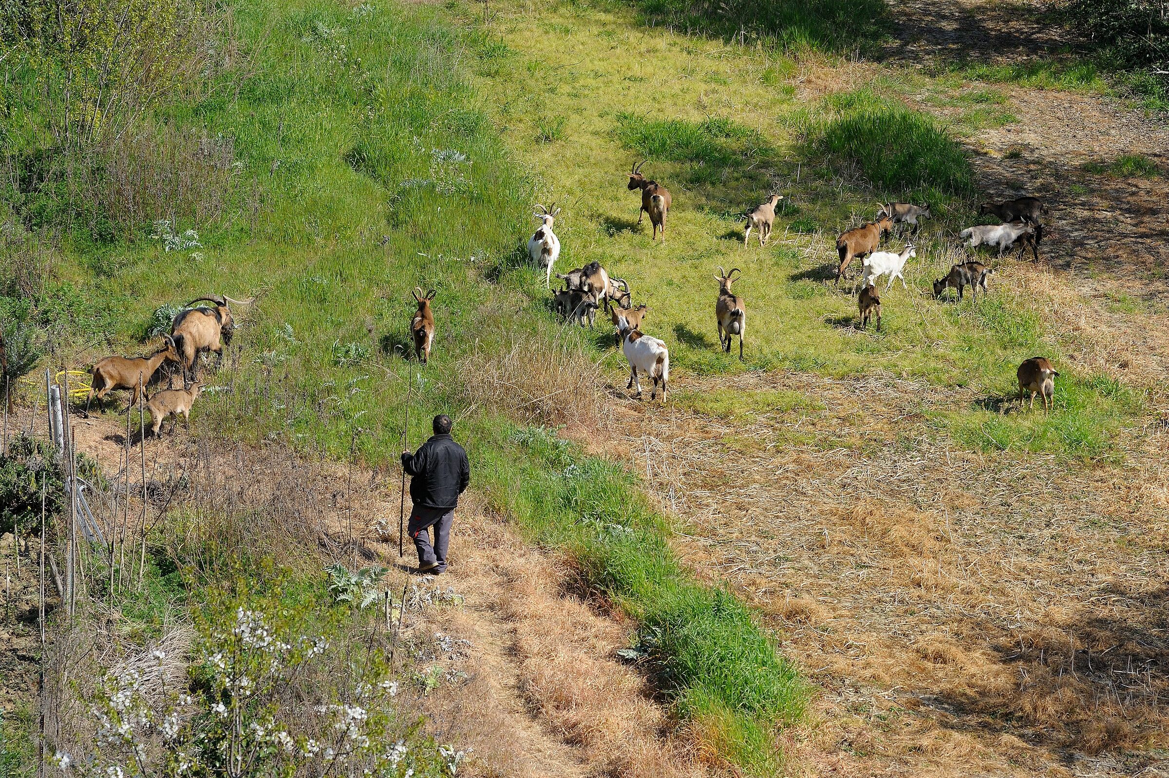 the goats' shepherd on the outskirts of Florence