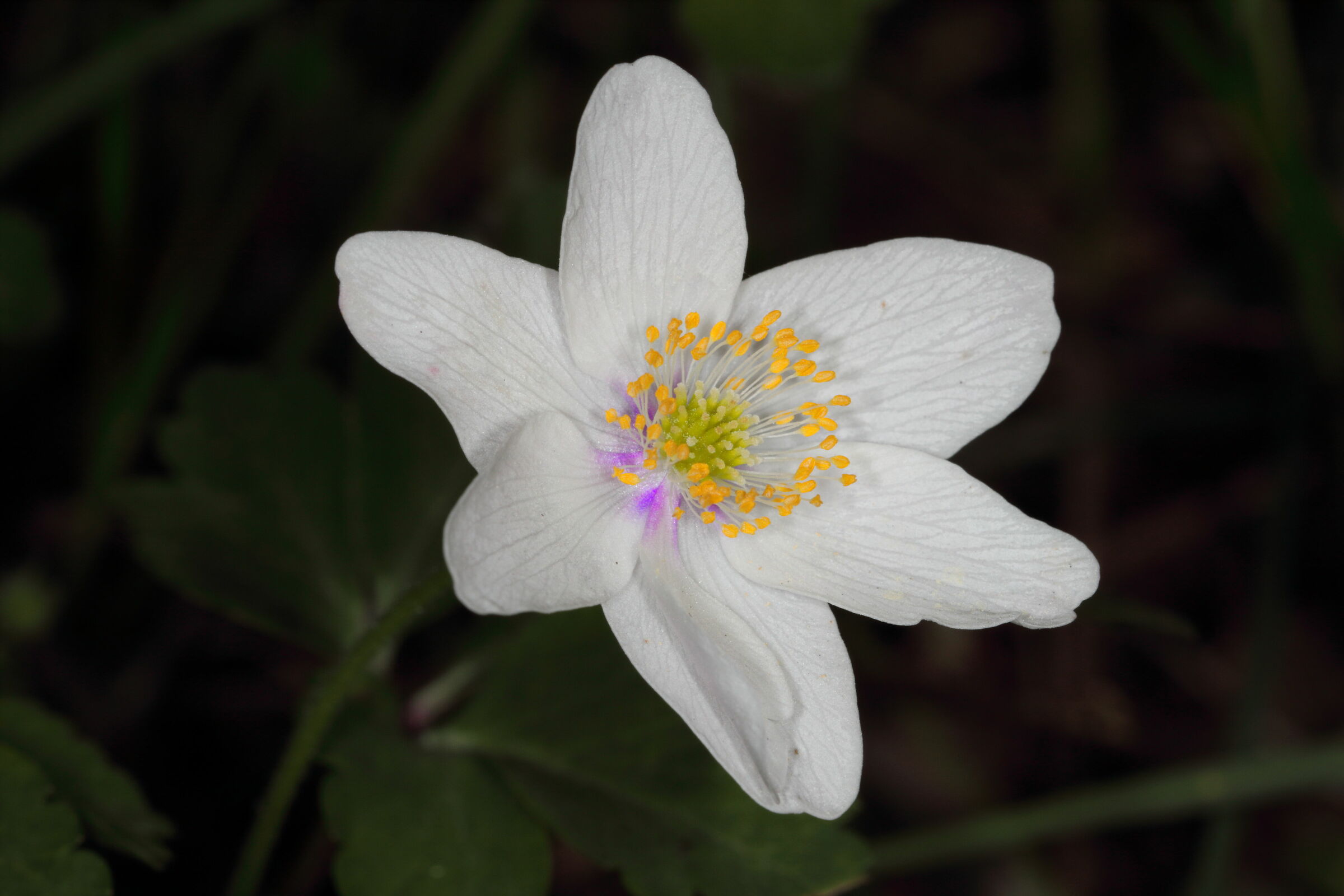 Anemone nemorosa