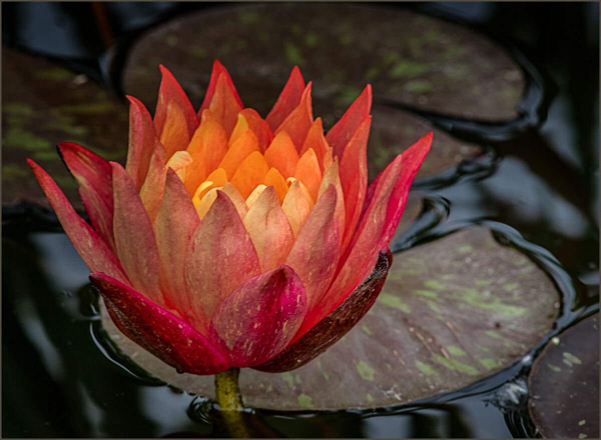 Wanvish Water Lily