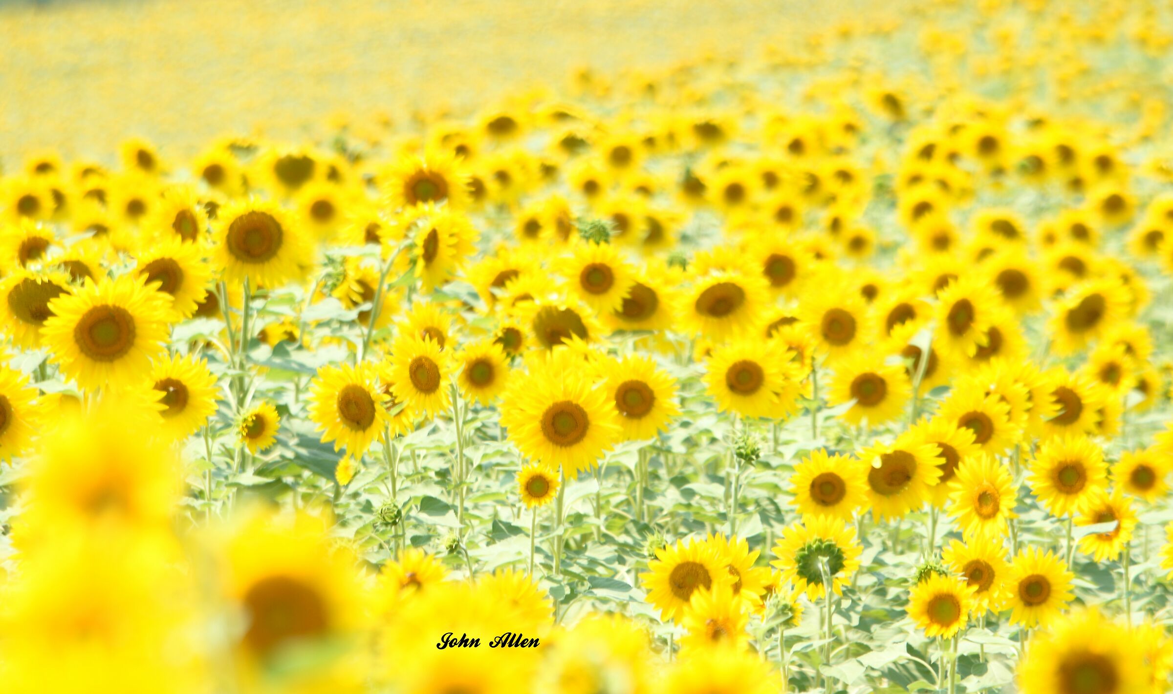 Sunflowers
