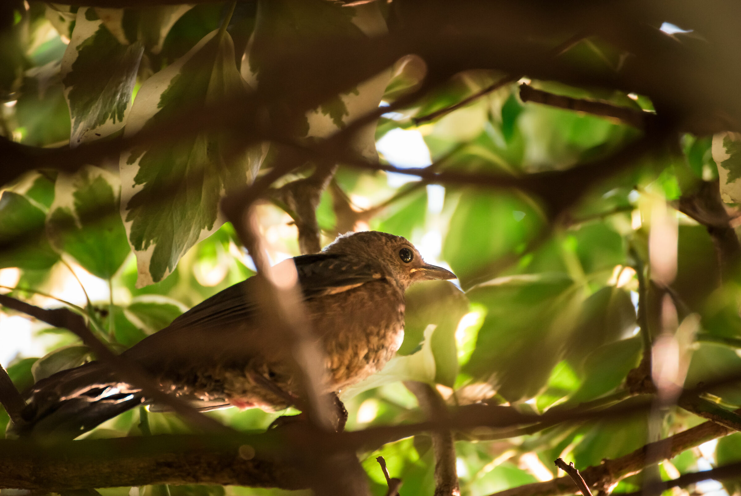"Tanto qui nessuno mi vede"