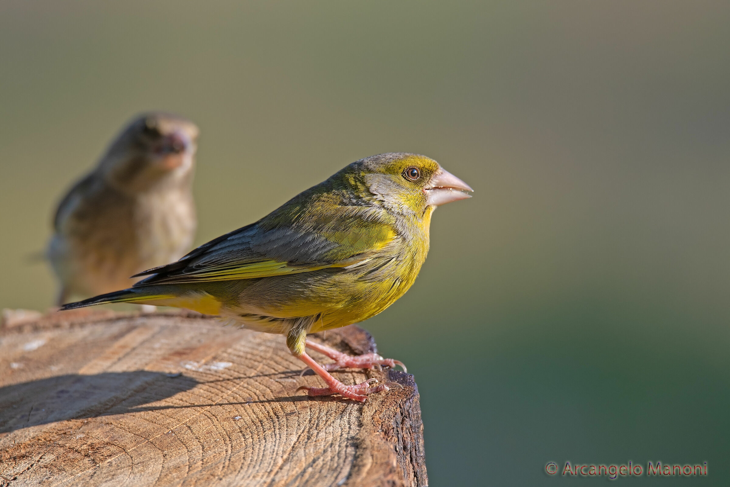 Gli ultimi visitatori del capanno km zero