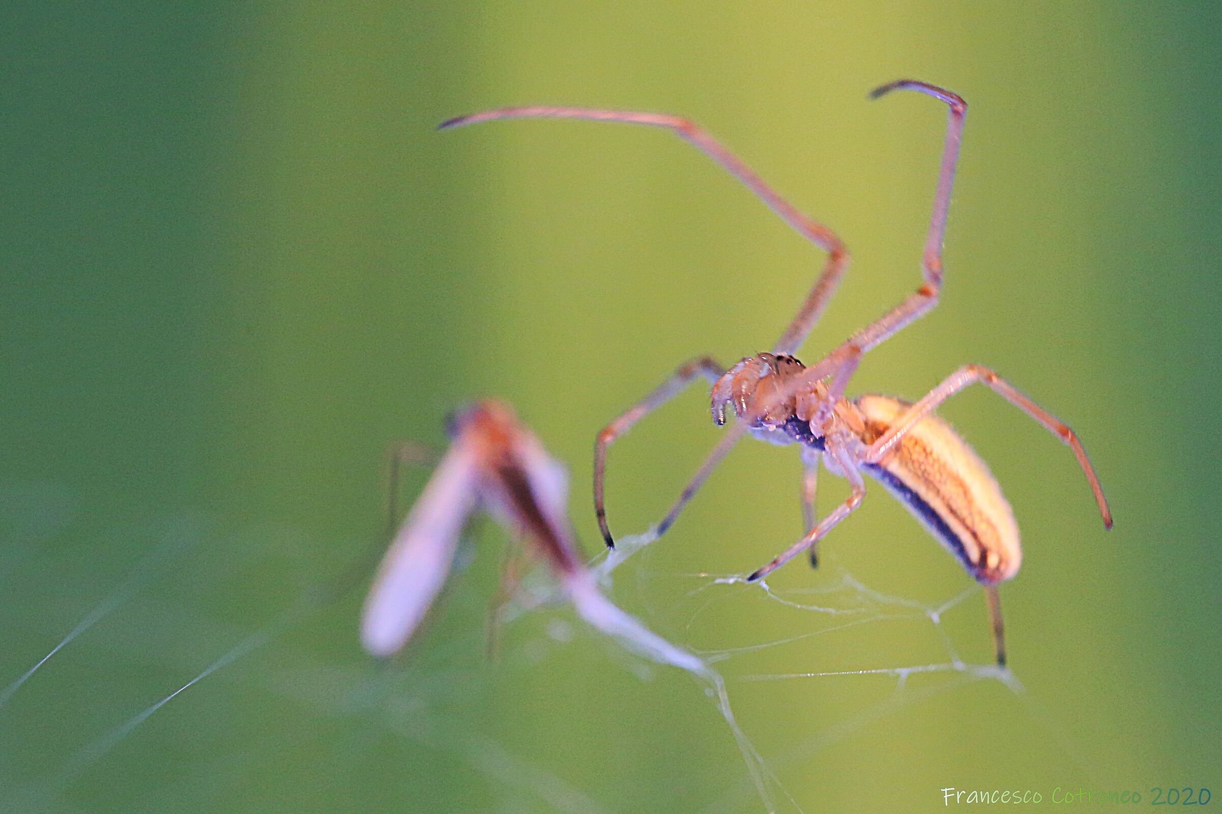 Ti mangiooooo! che Alien :)