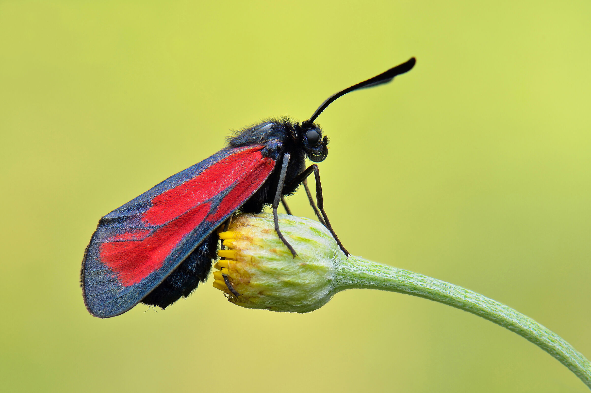 Zygaena purpuralis