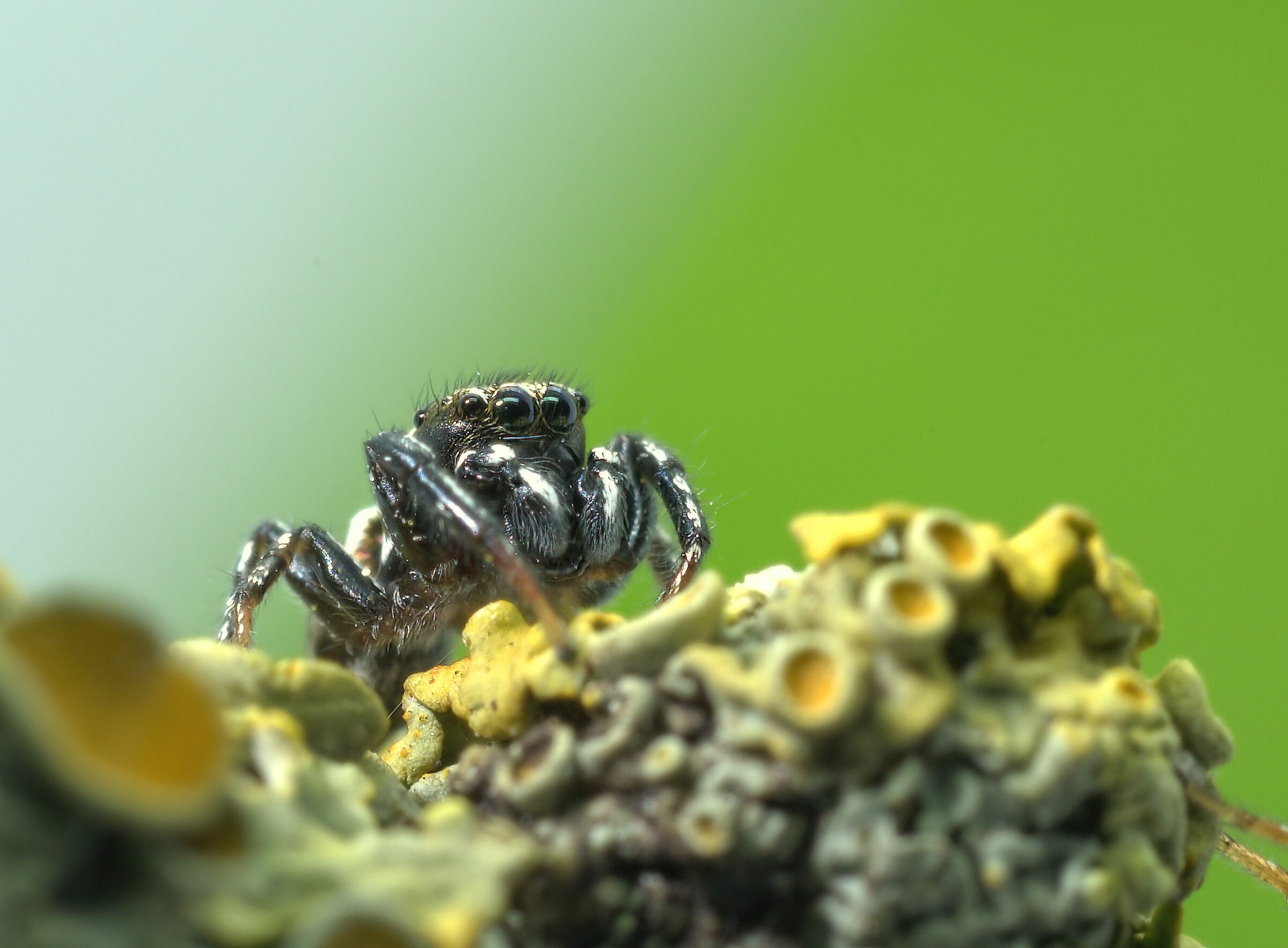 Salticidae