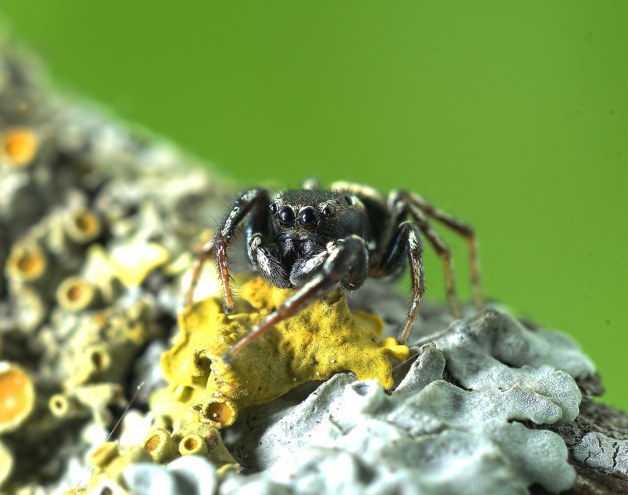 Salticidae