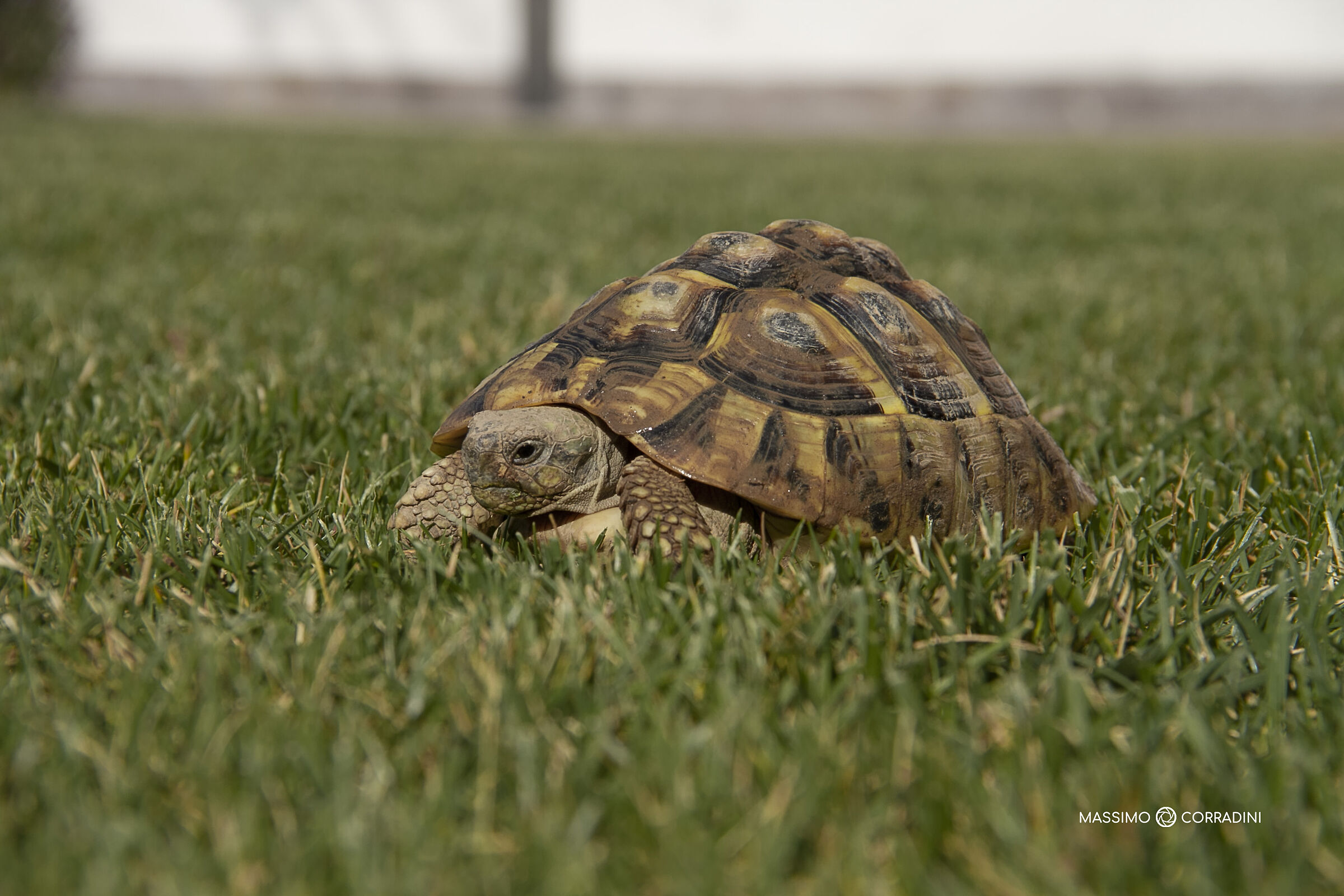 Happy Easter, helloo Bubba